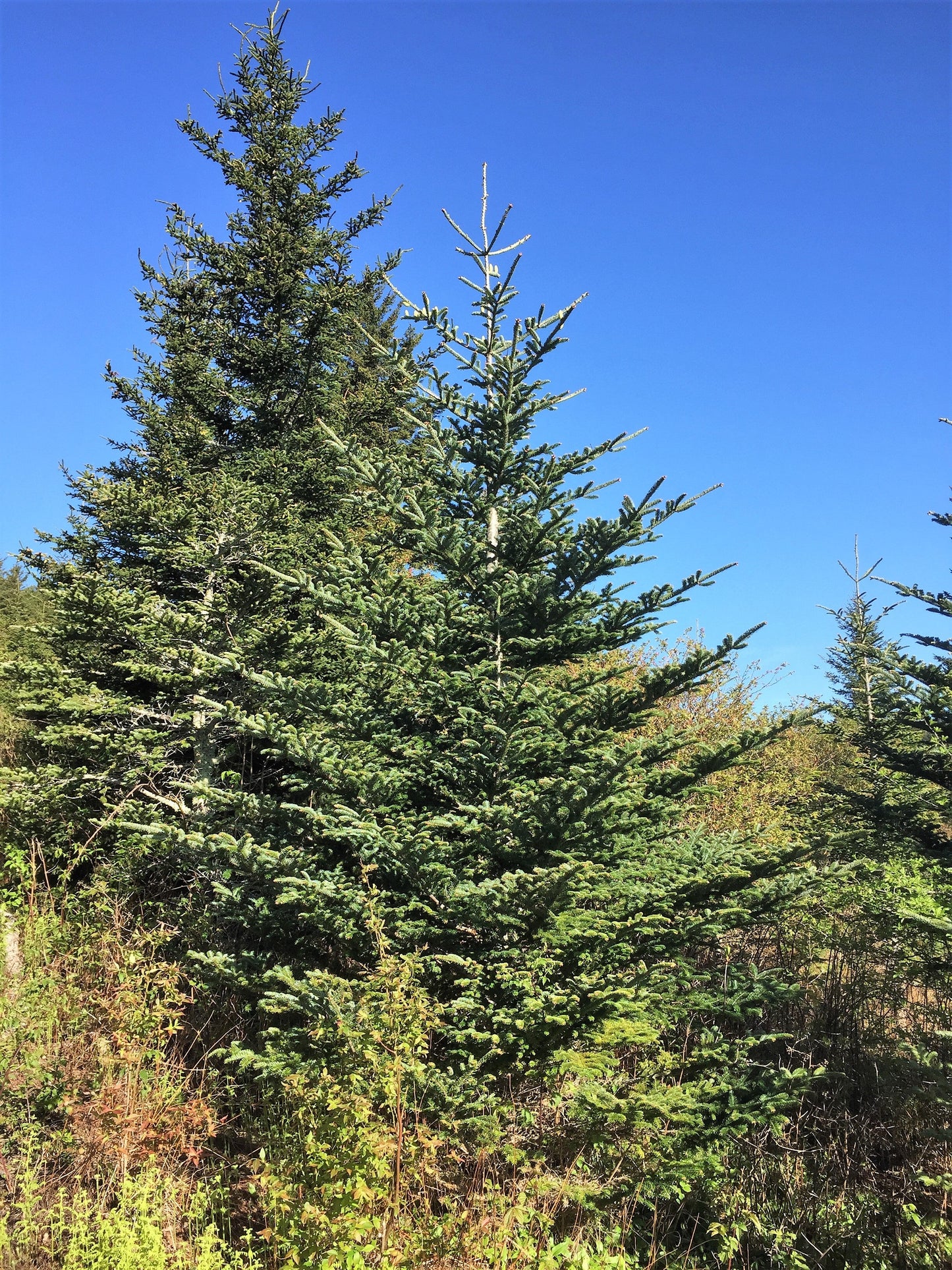 Grow Your Own CHRISTMAS TREE - Fraser Fir ( Abies Fraseri ) Gift Packet of Tree Seeds