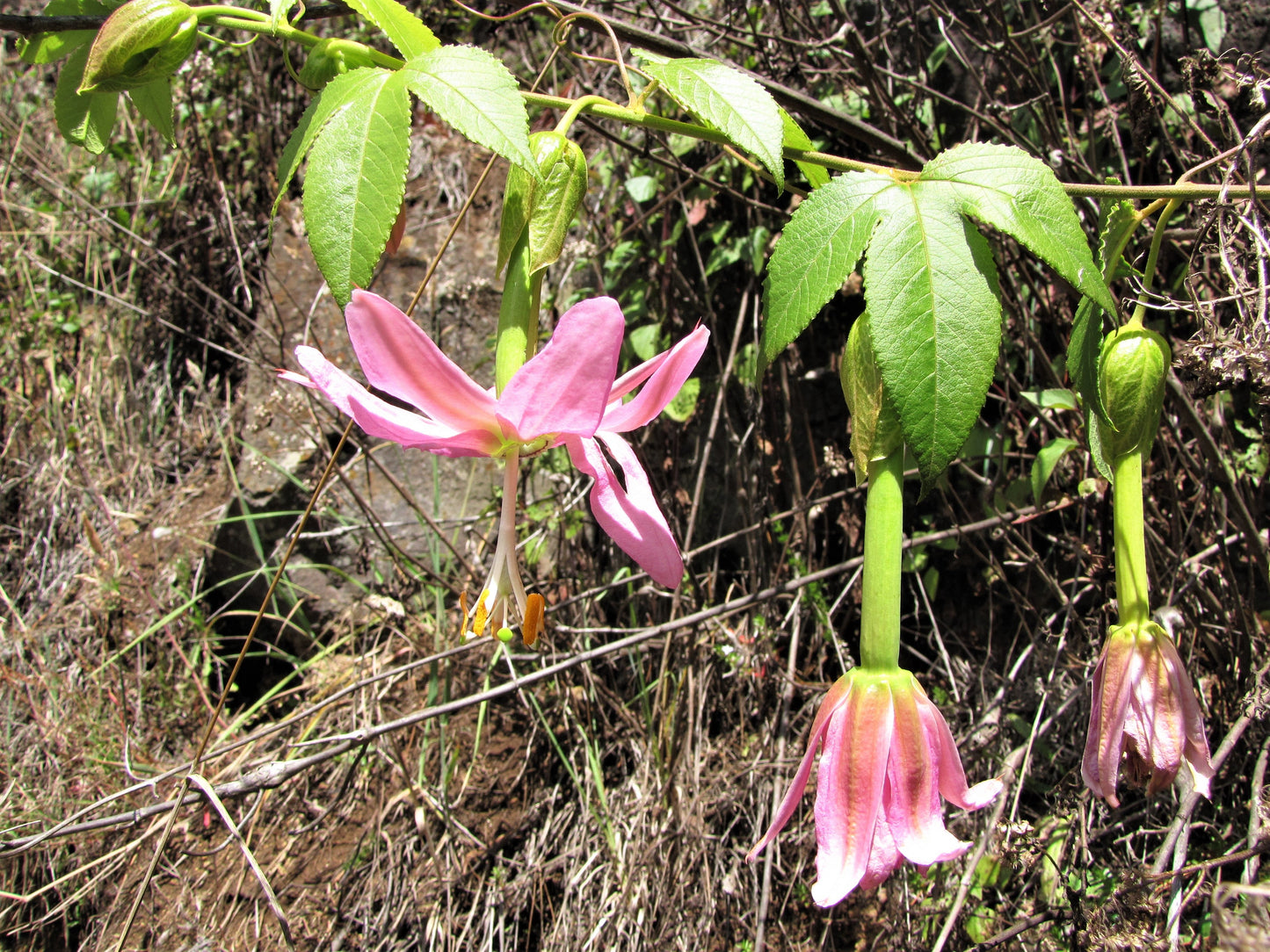 10 BANANA PASSION FRUIT Pink Passion Flower Passiflora Mollissima Yellow Skin Orange Pulp Vine Seeds