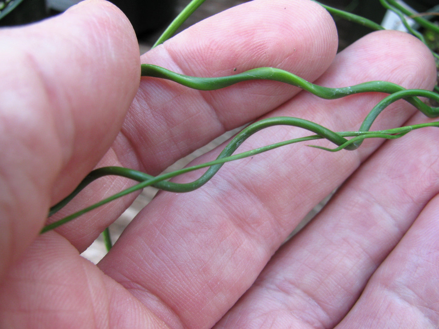 10 CORKSCREW RUSH Spiral Grass Juncus Effusus Spiralis Wetland Pond Seeds