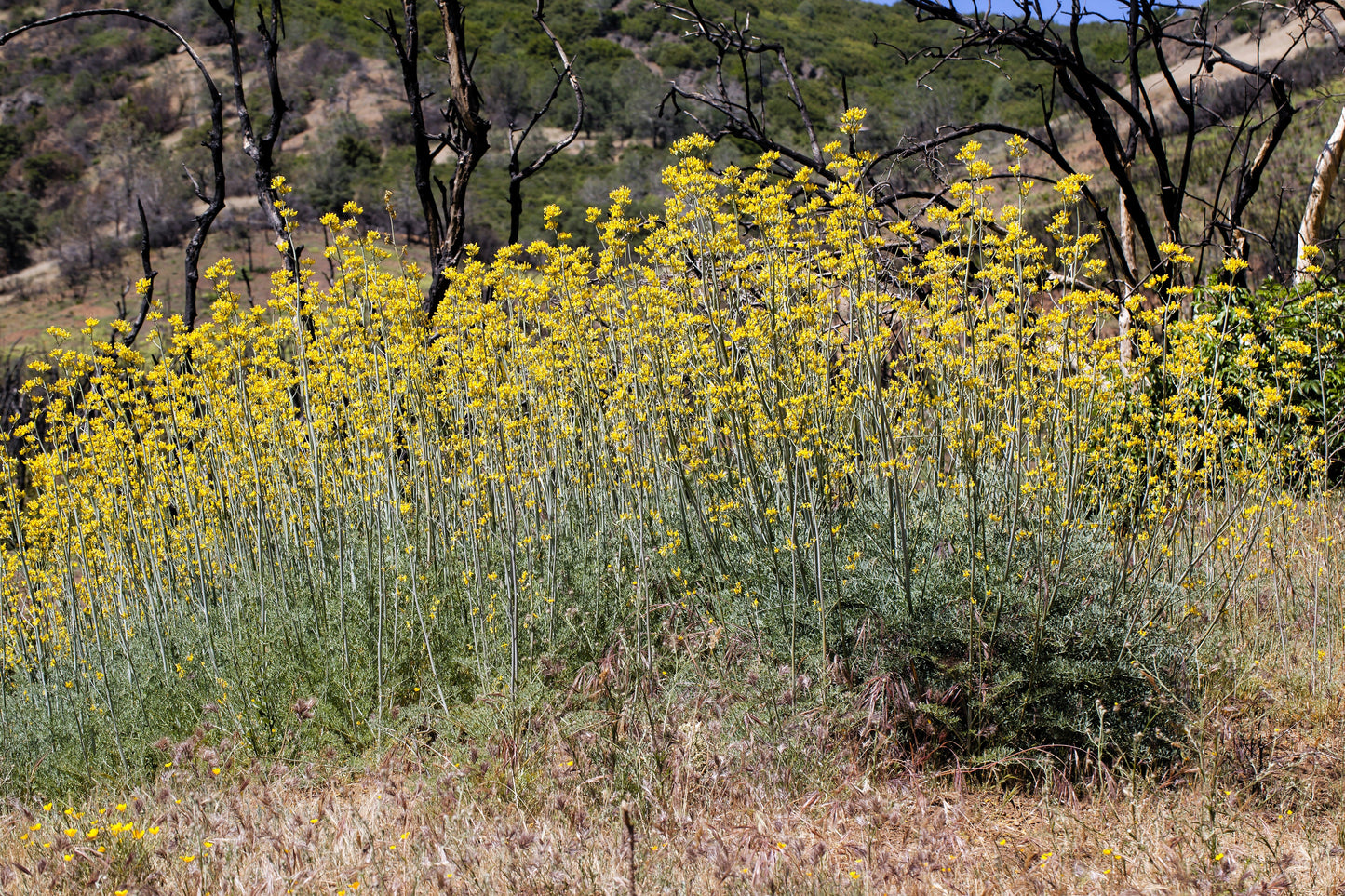 10 GOLDEN EARDROPS Dicentra Chrysantha Yellow Bleeding Heart Shade Flower Seeds