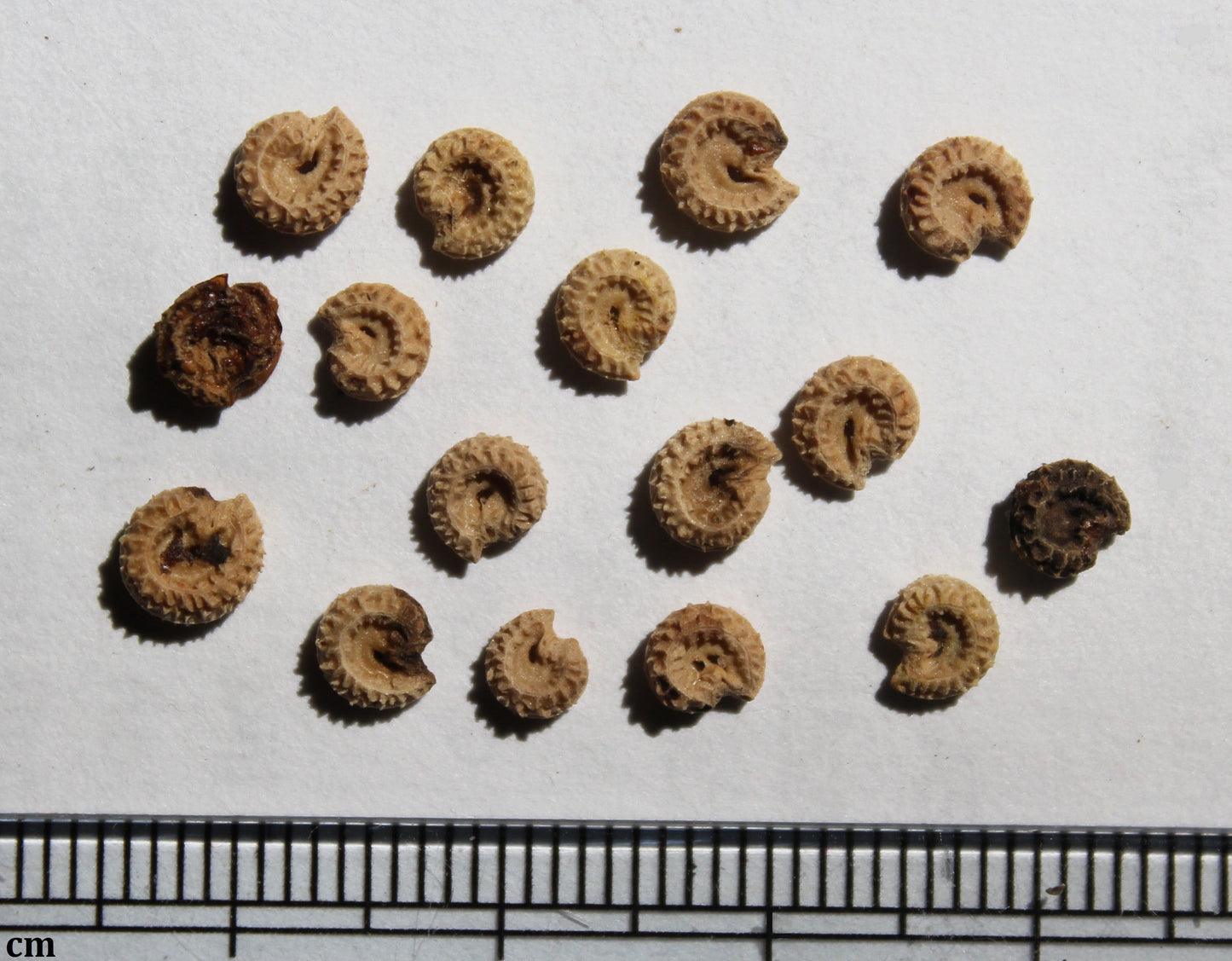 10 CAROLINA MOONSEED Snailseed / Coralbeads Flower Vine Cocculus Carolinus Seeds