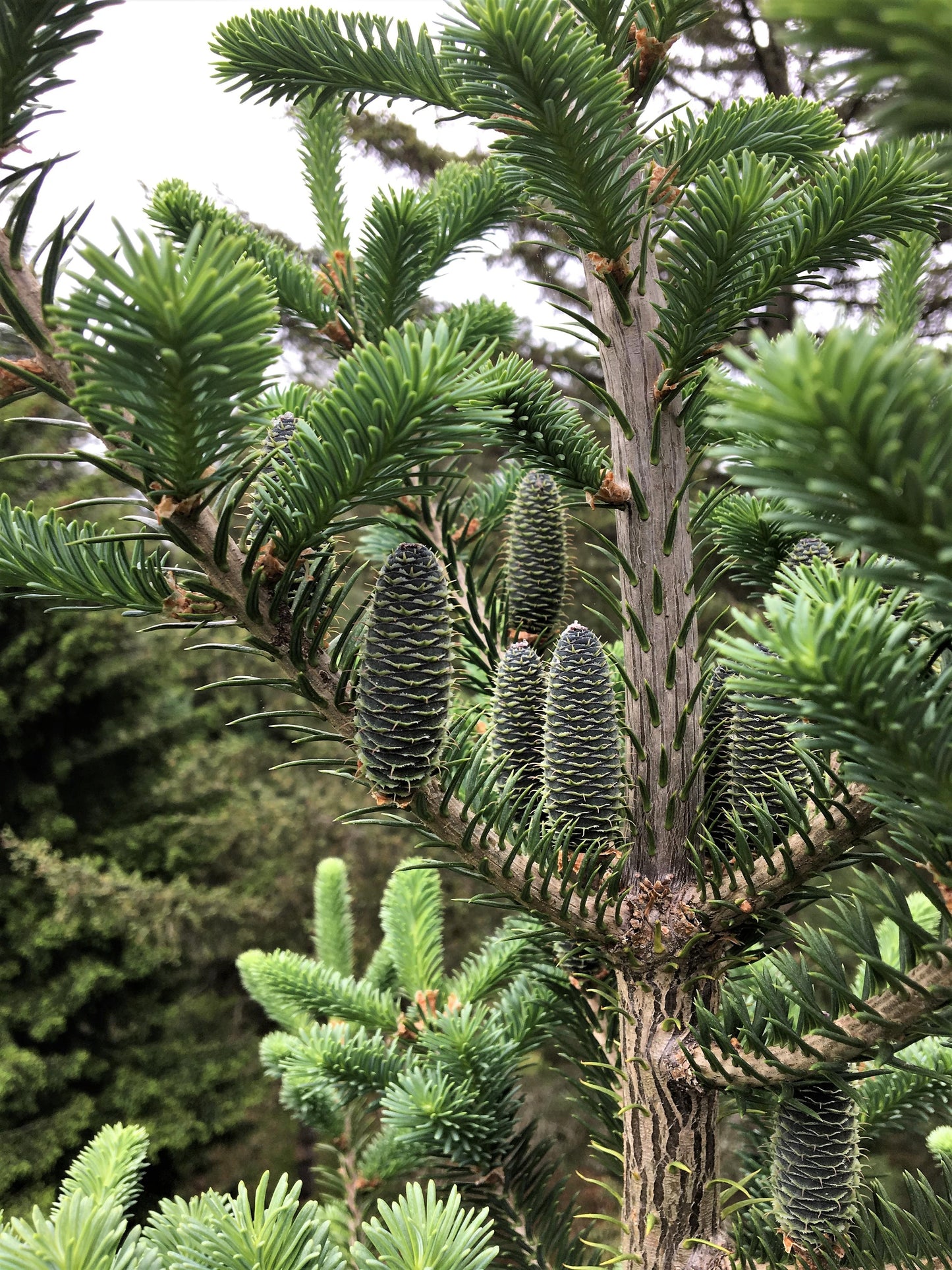 Grow Your Own CHRISTMAS TREE - Balsam Fir ( Abies Balsamea ) Gift Packet of Tree Seeds