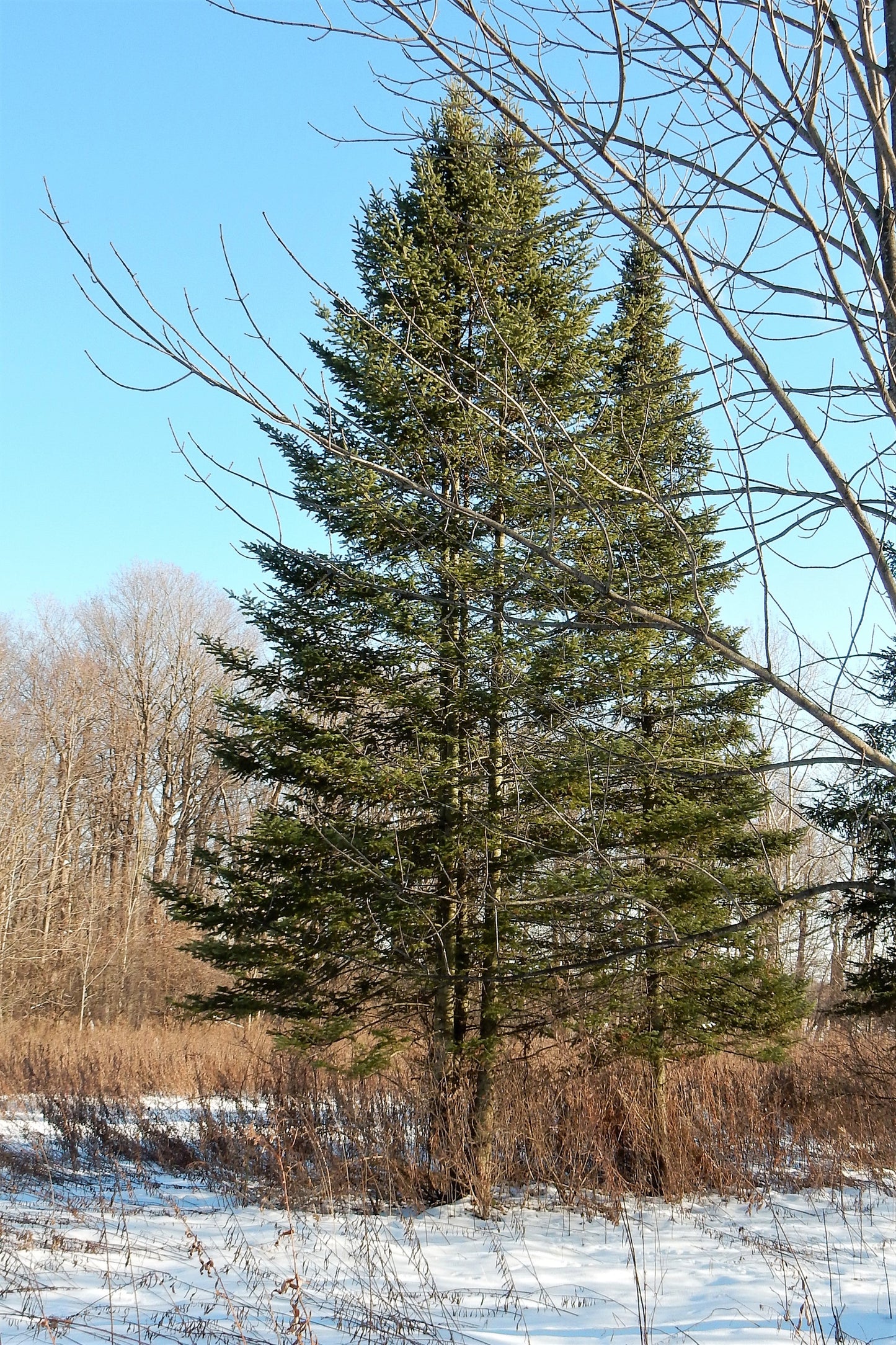 Grow Your Own CHRISTMAS TREE - Balsam Fir ( Abies Balsamea ) Gift Packet of Tree Seeds