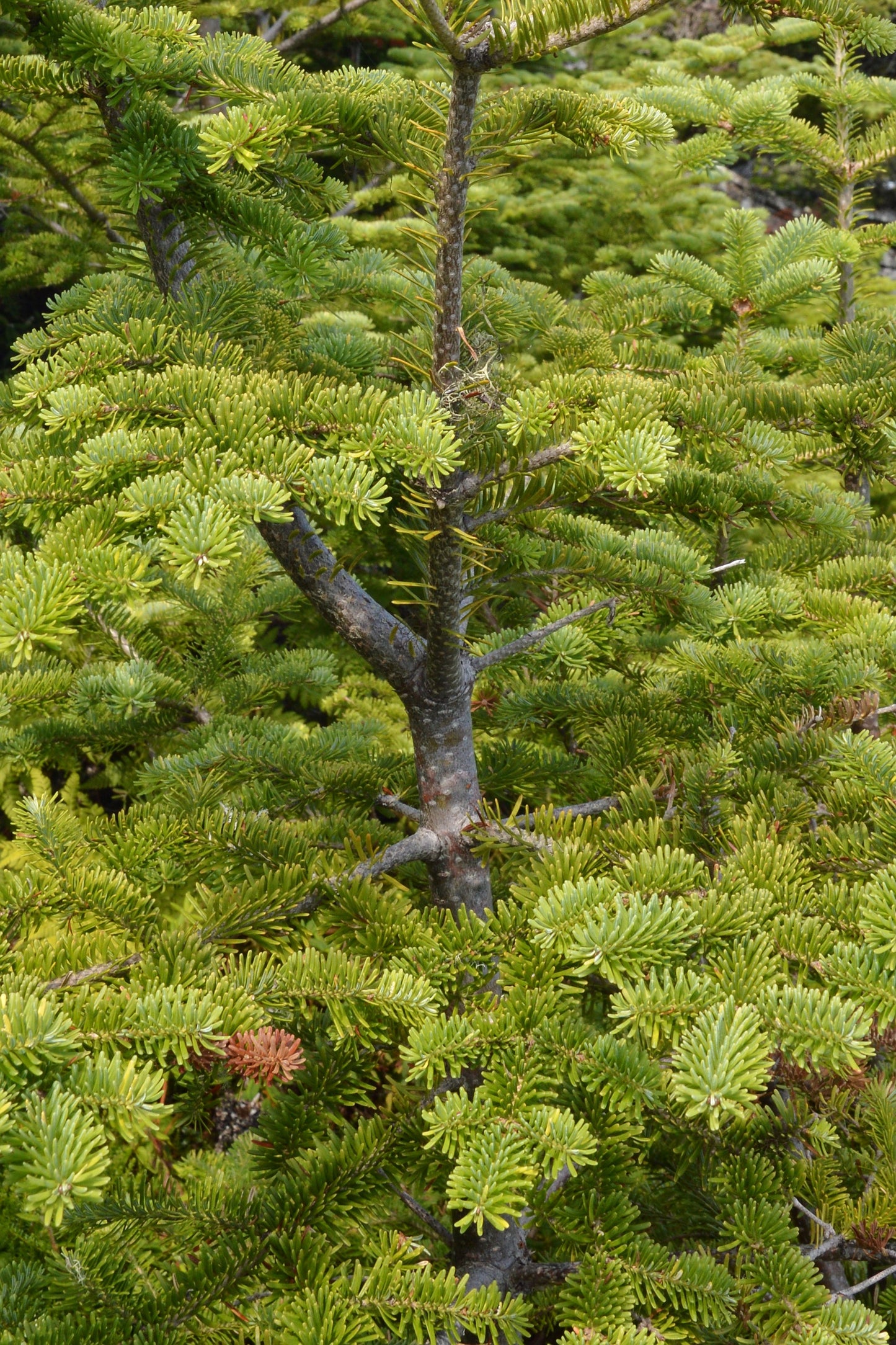 Grow Your Own CHRISTMAS TREE - Balsam Fir ( Abies Balsamea ) Gift Packet of Tree Seeds