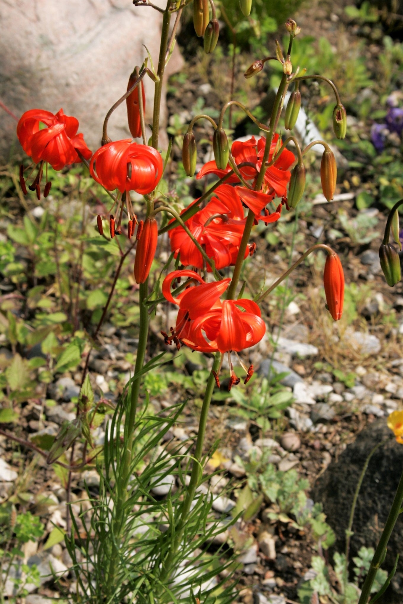 10 CORAL LILY Siberian Turk's Cap Lilium Pumilum Coral Red Fragrant Flower Seeds