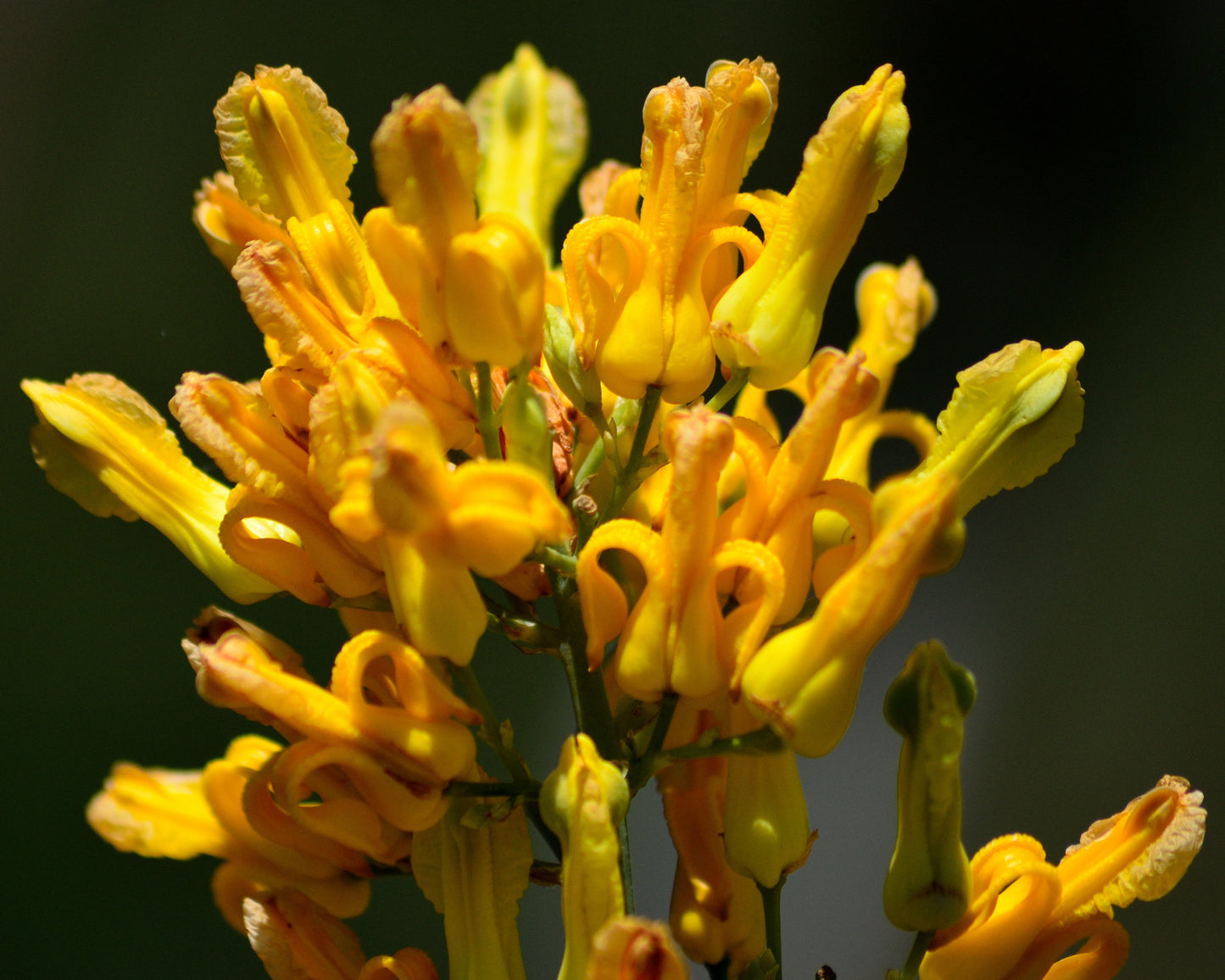 10 GOLDEN EARDROPS Dicentra Chrysantha Yellow Bleeding Heart Shade Flower Seeds