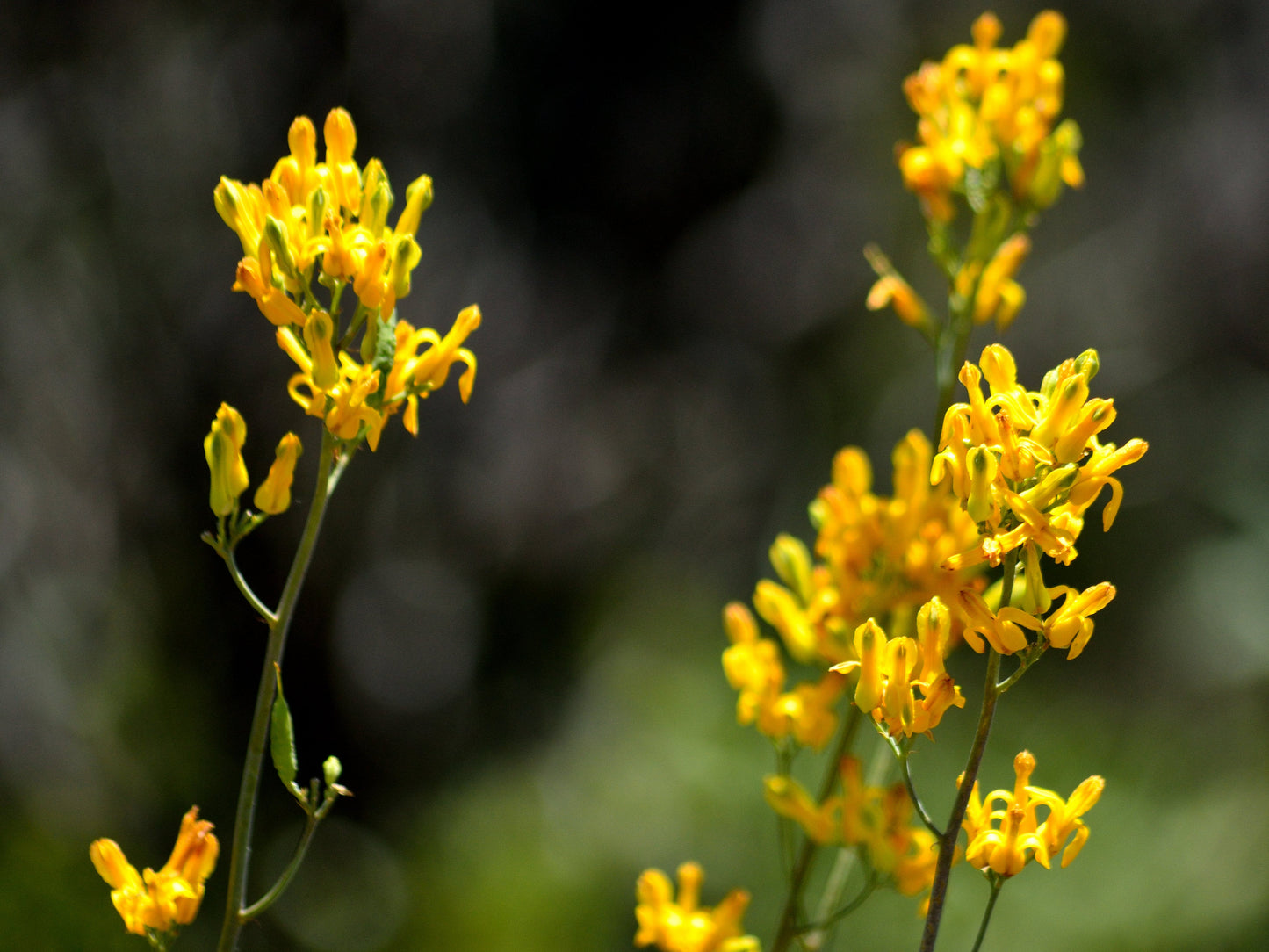 10 GOLDEN EARDROPS Dicentra Chrysantha Yellow Bleeding Heart Shade Flower Seeds