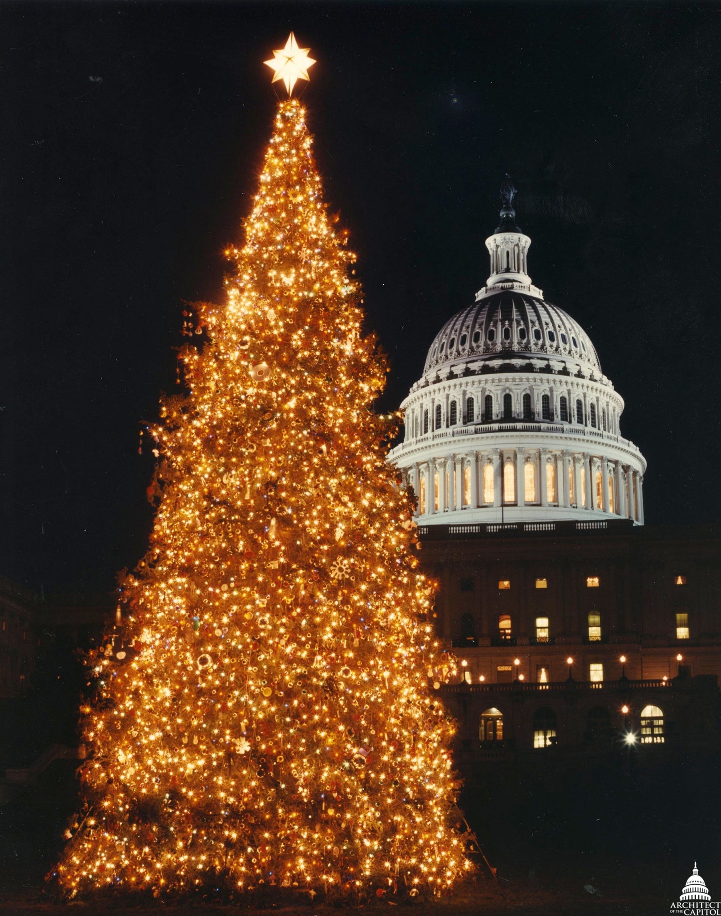 Grow Your Own CHRISTMAS TREE - Balsam Fir ( Abies Balsamea ) Gift Packet of Tree Seeds