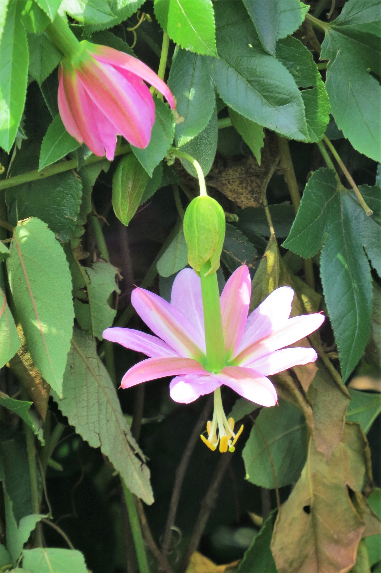 10 BANANA PASSION FRUIT Pink Passion Flower Passiflora Mollissima Yellow Skin Orange Pulp Vine Seeds