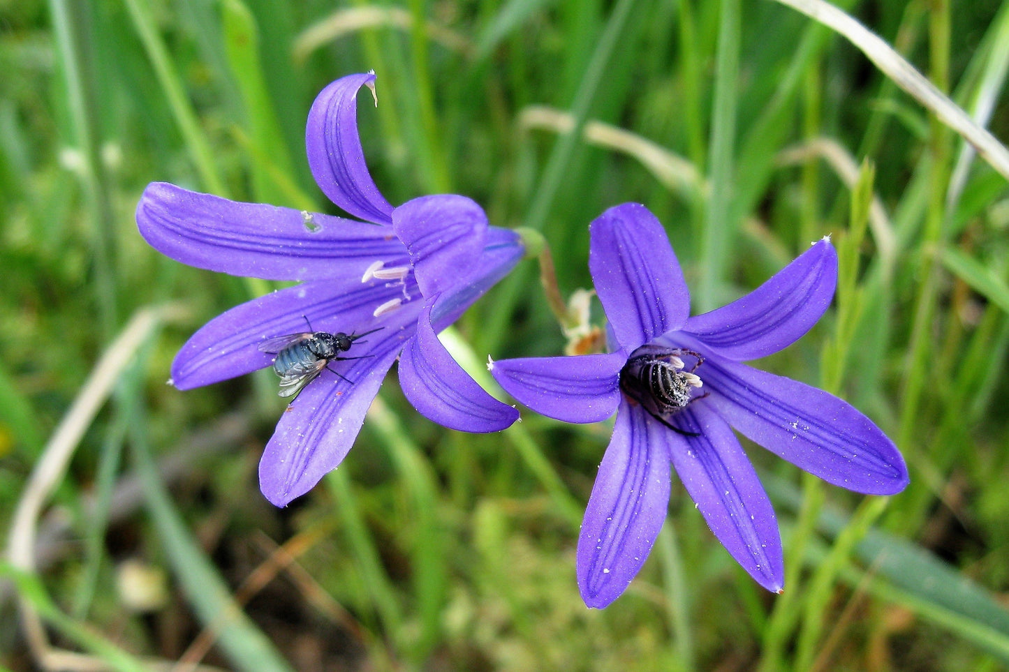 10 BLUE SIBERIAN LILY Mountain Ixia Altai Ixiolirion Tataricum Flower Seeds