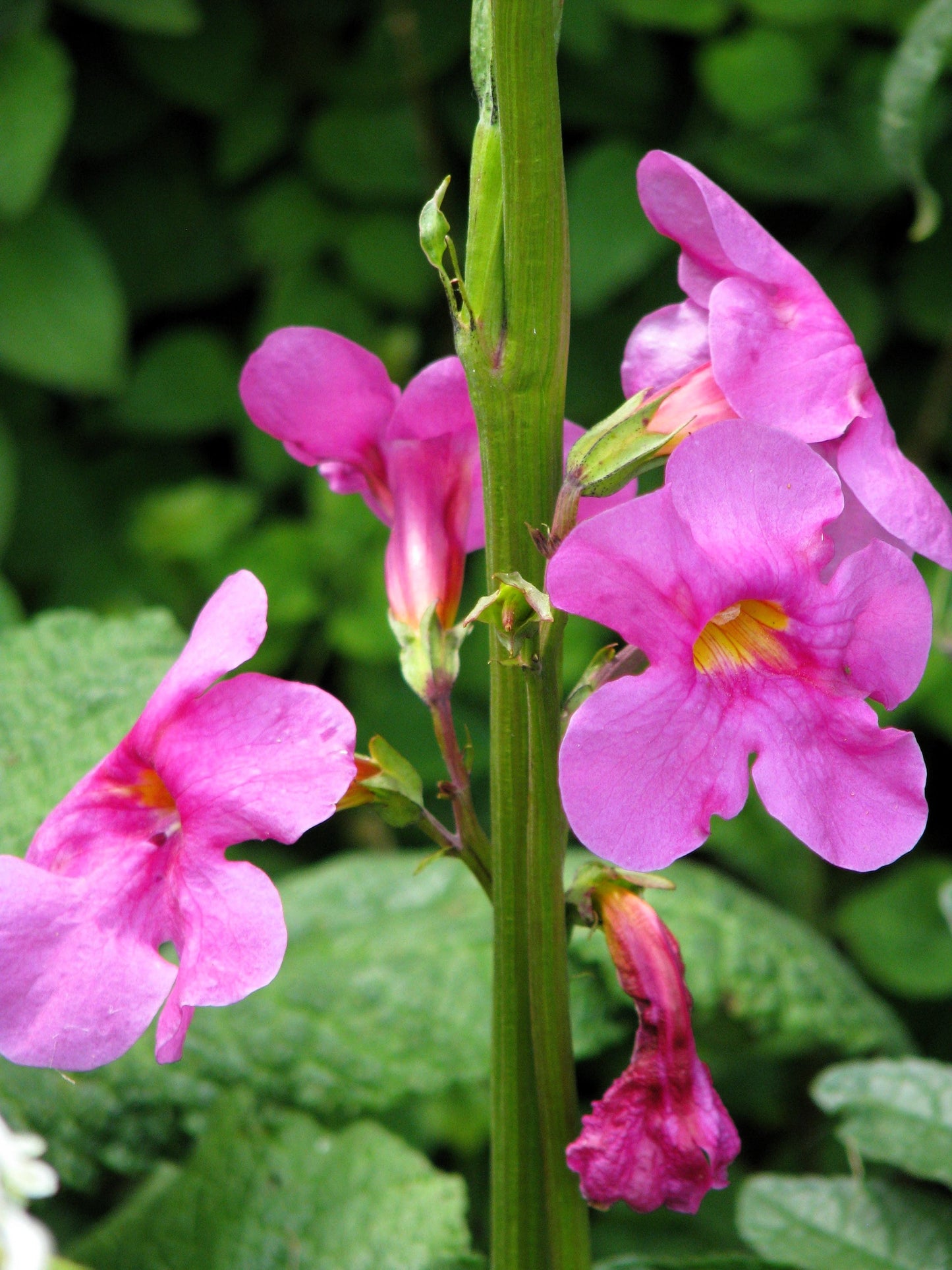 10 Cheron PINK HARDY GLOXINIA Incarvillea Delavayi Flower Seeds