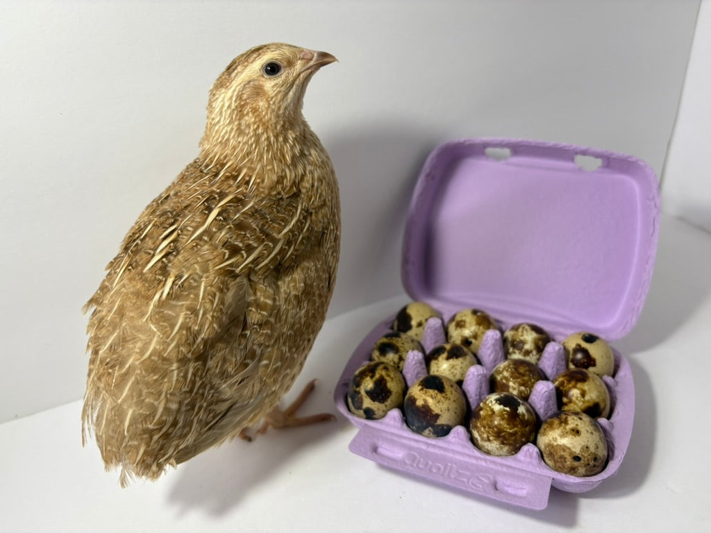 Fertile Quail Eggs – Choose Your Variety
