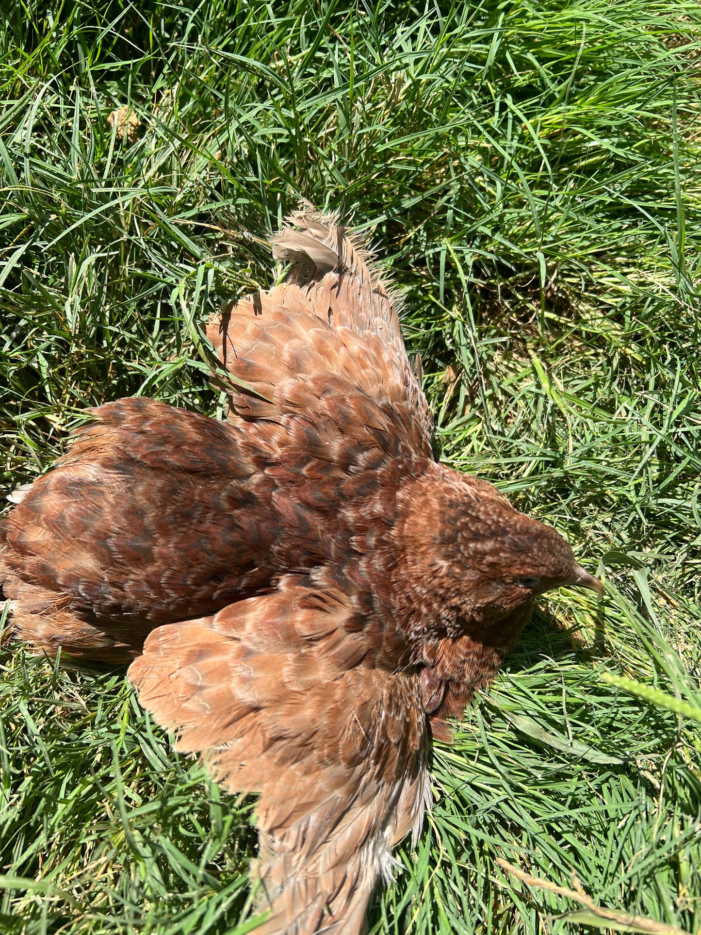 Red Range Coturnix Quail Hatching Eggs