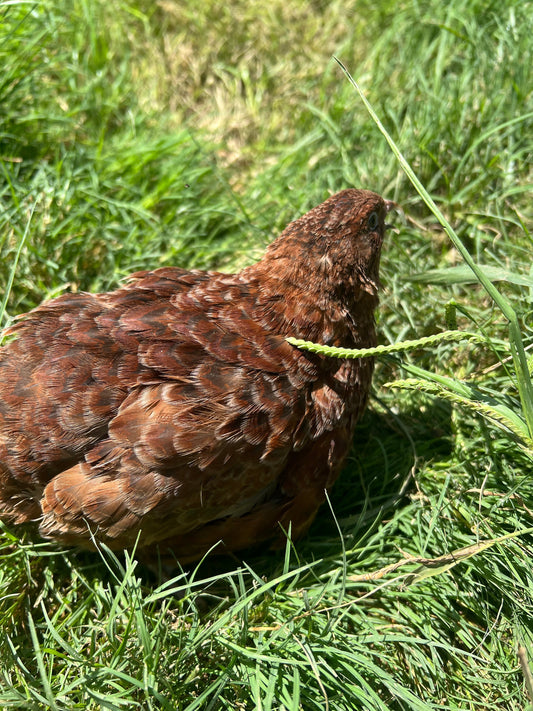 Red Range Coturnix Quail Hatching Eggs