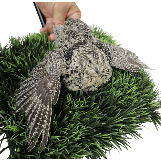 Calico Quail Hatching Eggs – Fertile Eggs for Incubation