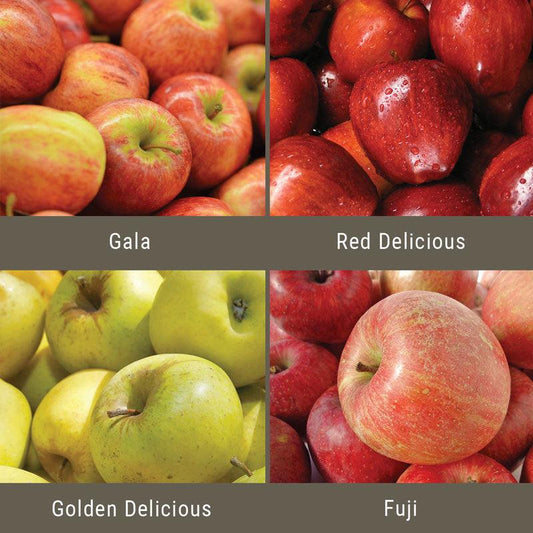 "Constant Harvest" Apple, 4 on 1 Multi Grafted Fruit Tree