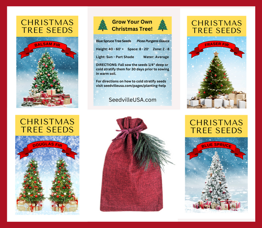 Grow Your Own CHRISTMAS TREE COLLECTION - 4 Gift Packets of Tree Seeds - Fraser Fir, Balsam Fir, Douglas Fir, & Blue Spruce + Free Gift Bag