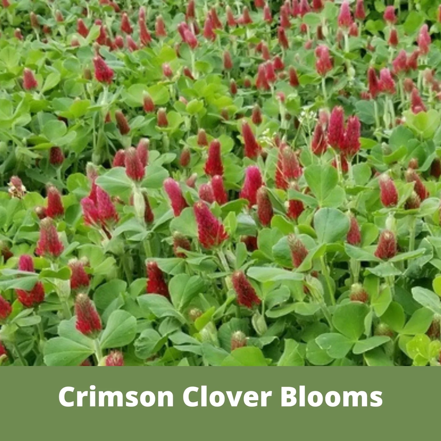 Crimson Clover Seed