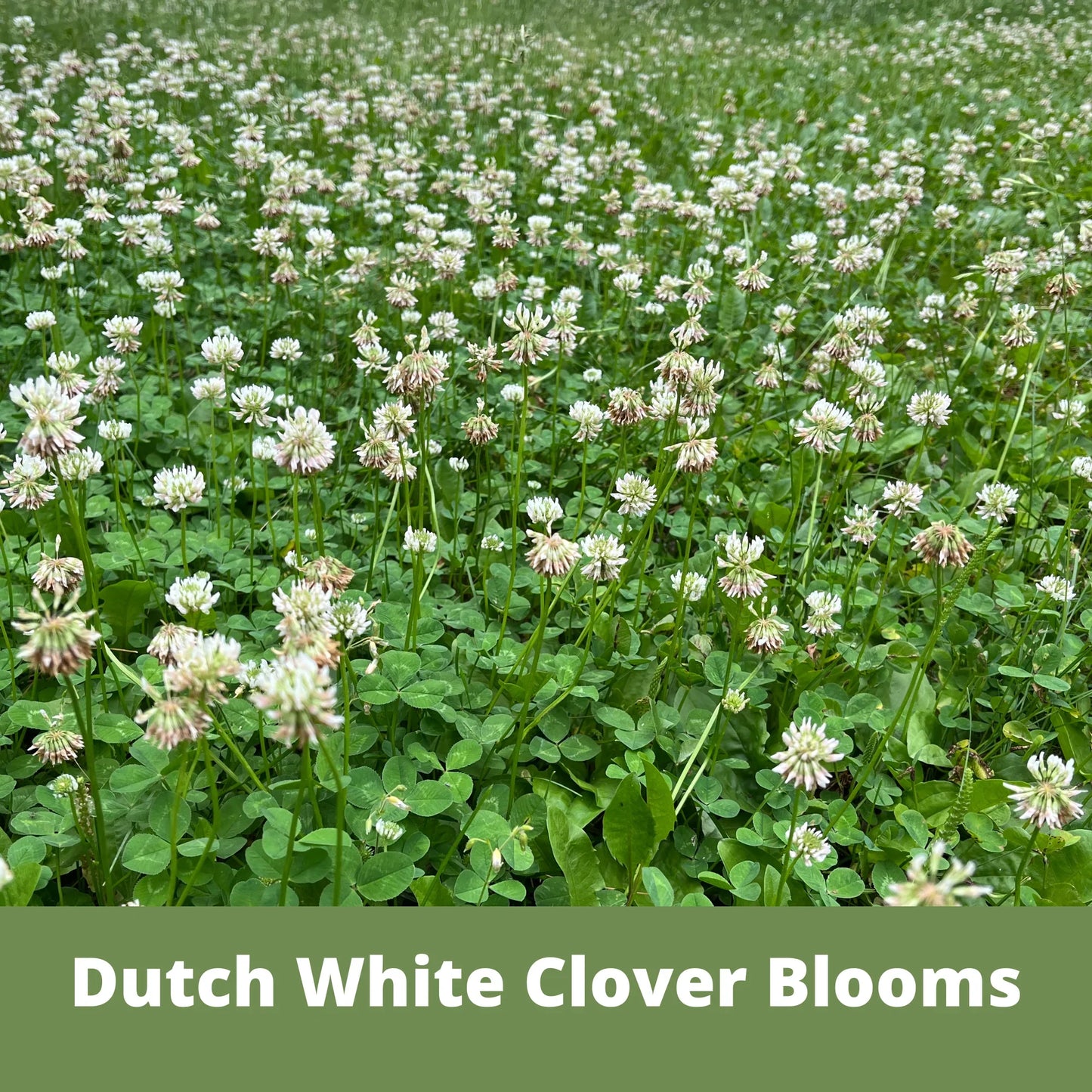 Dutch White Clover Seed