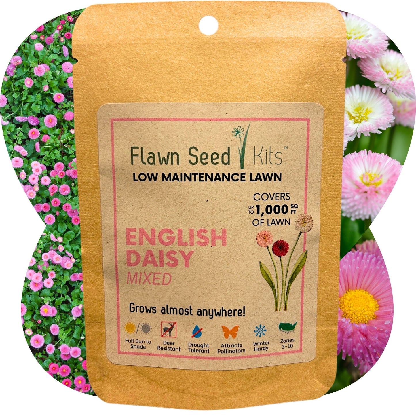English Daisy 'Mixed' Seed Pouch