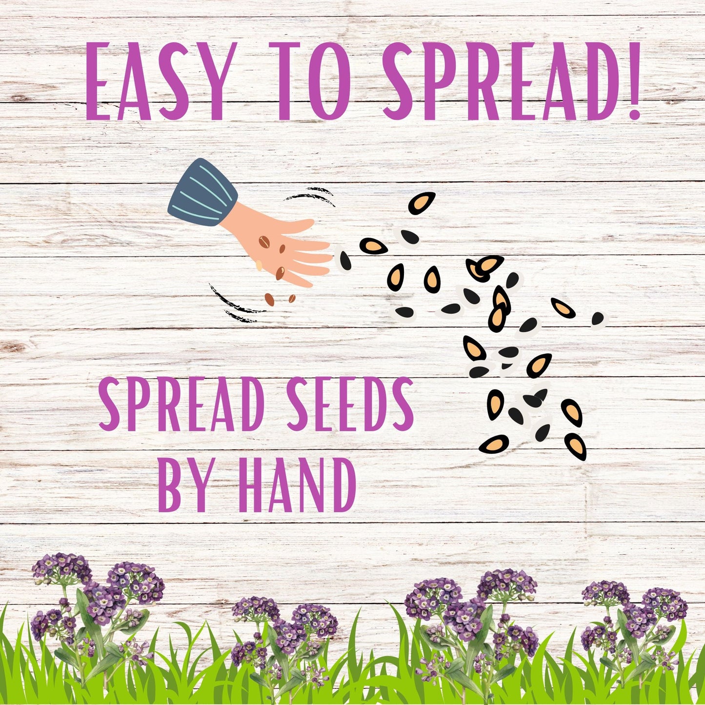 Sweet Alyssum Royal Carpet Seed Pouch