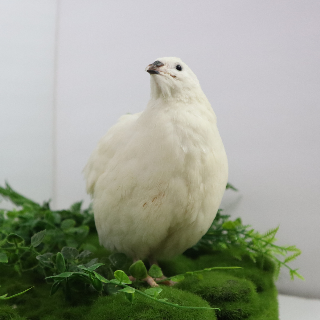 Jumbo White Coturnix Hatching Eggs - Premium Quail Eggs for Hatching - Perfect for Homesteaders, Breeders, Hobbyists - Freshly Collected for High Hatch Rates
