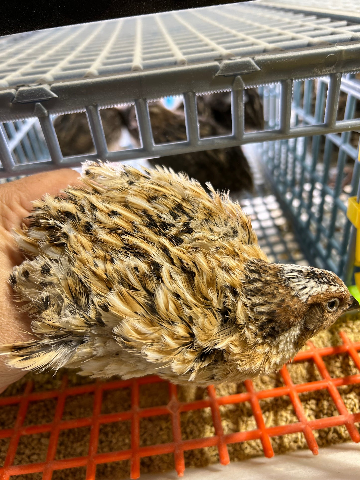 Jumbo Italian Quail Hatching Eggs