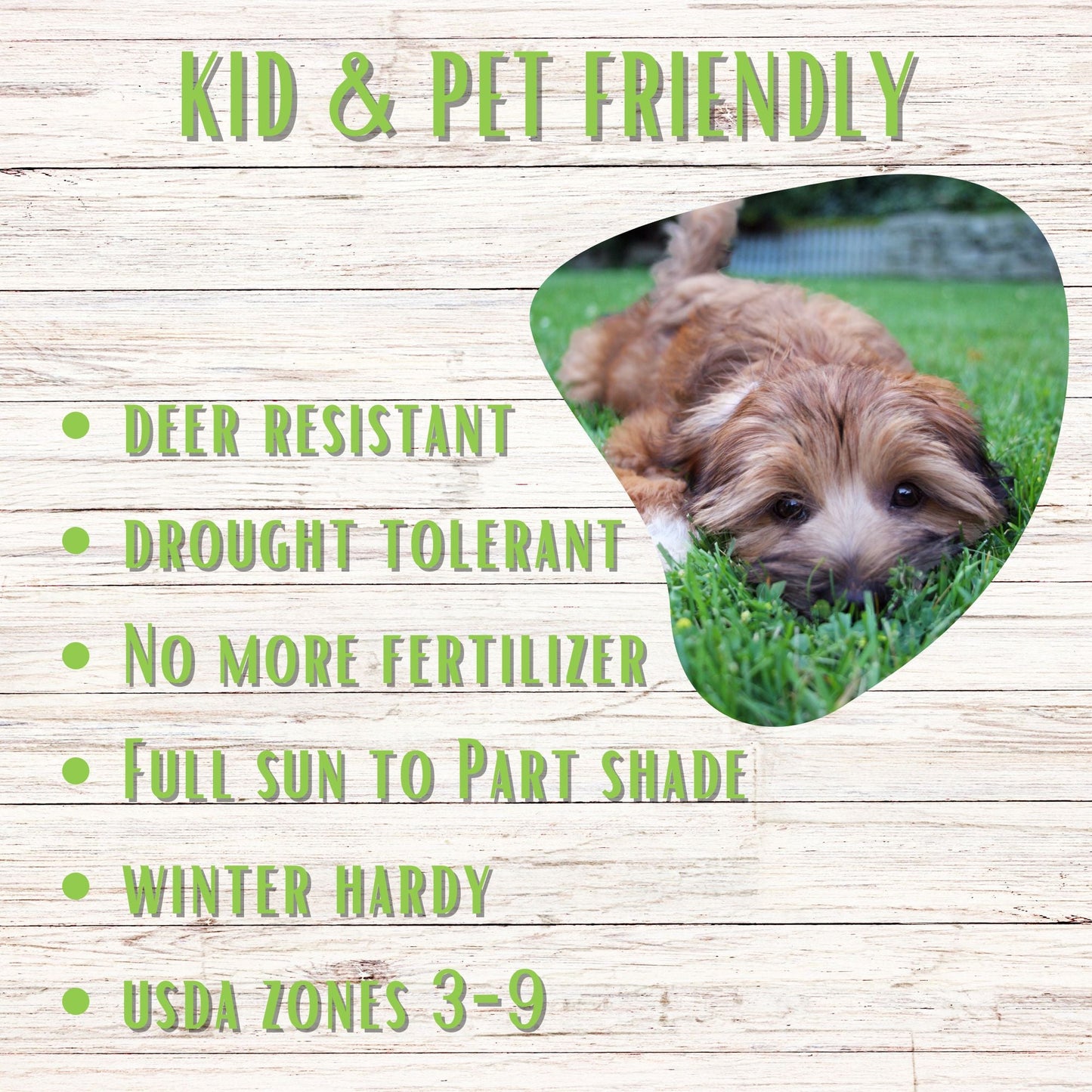 Micro Clover Seed Eco-Spread Carton