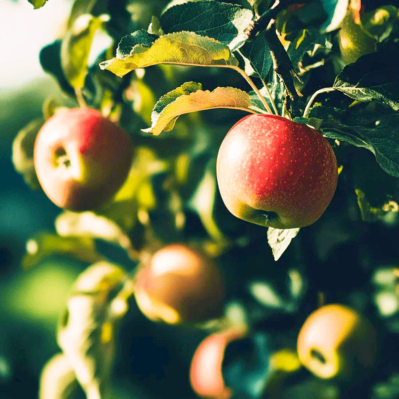Honey Crisp Apple Tree