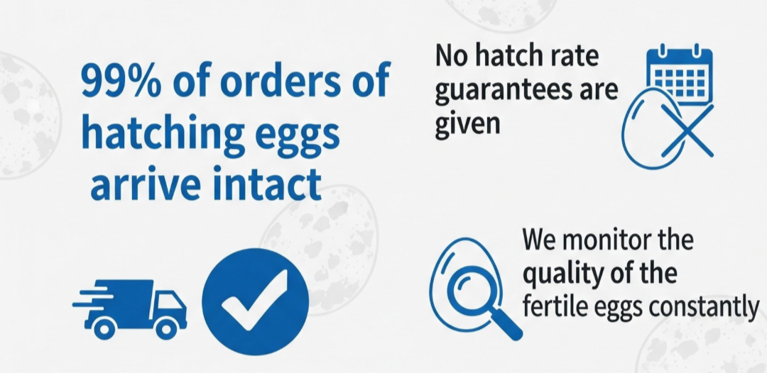 Georgia Giant Quail Hatching Eggs