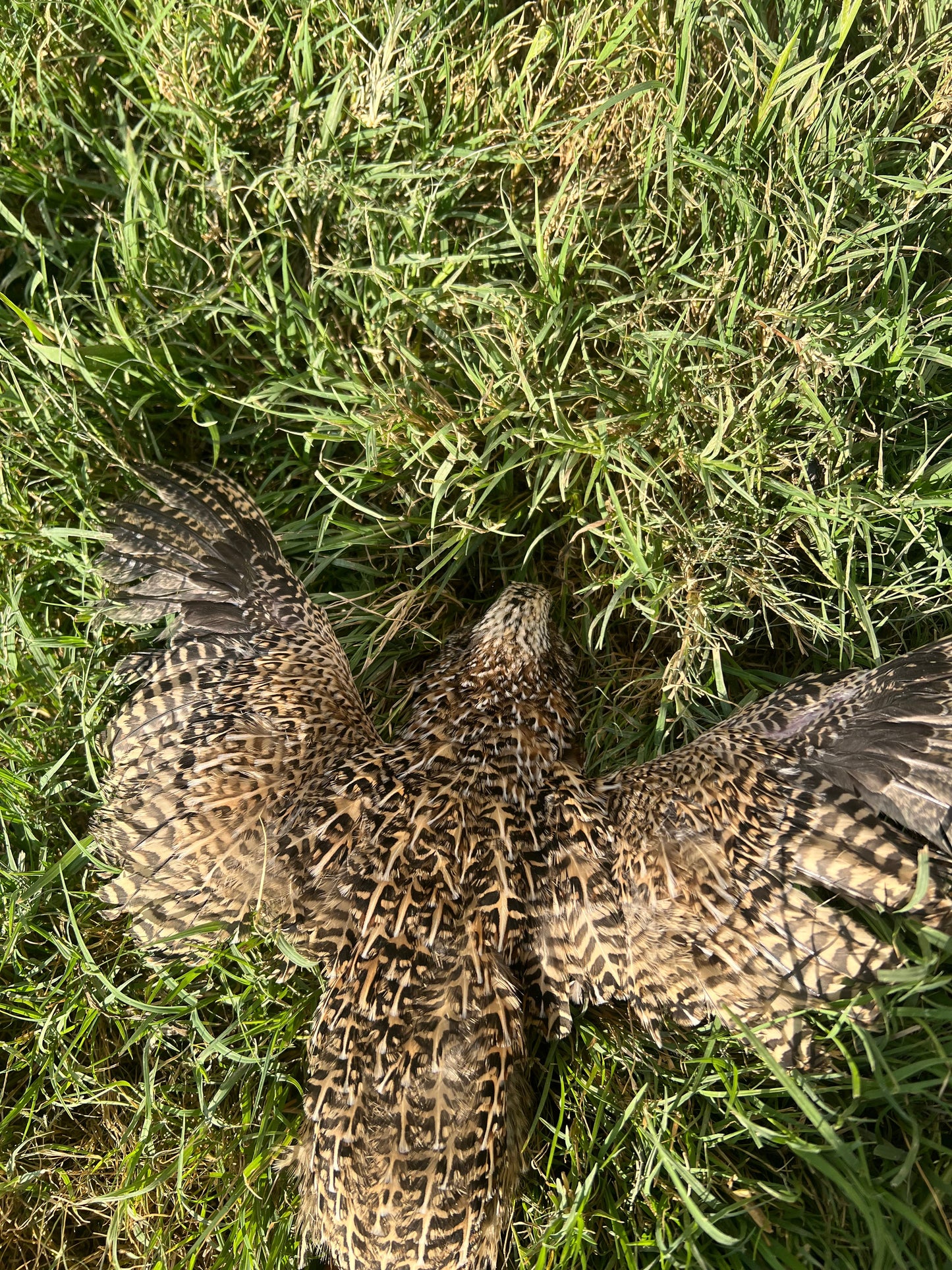 Fertile OZ Collection Quail Eggs for Hatching – Coturnix Quail Eggs – Ideal for Incubation, Breeding, and Backyard Farming