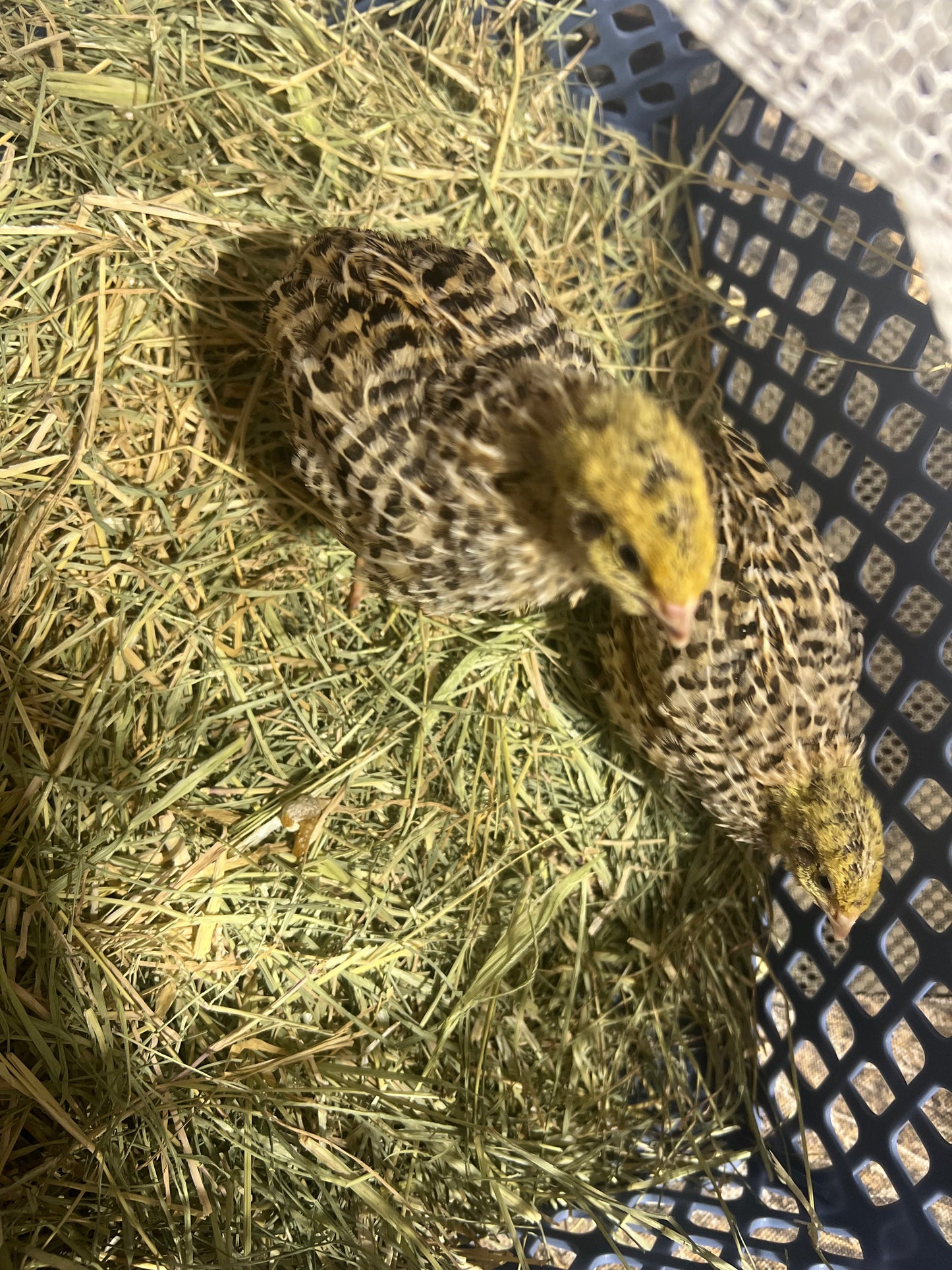 Jumbo Italian Quail Hatching Eggs