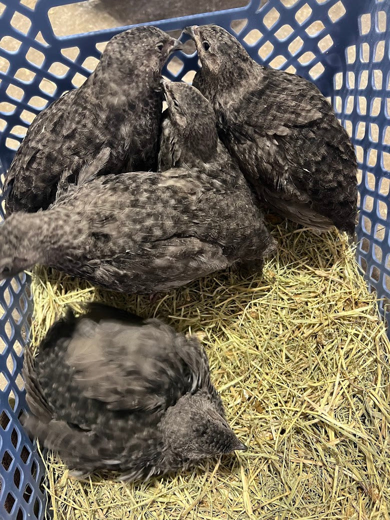 All Black Quail Hatching Eggs - Pure Breed, Ideal for Aviary Hobbyists & Breeders