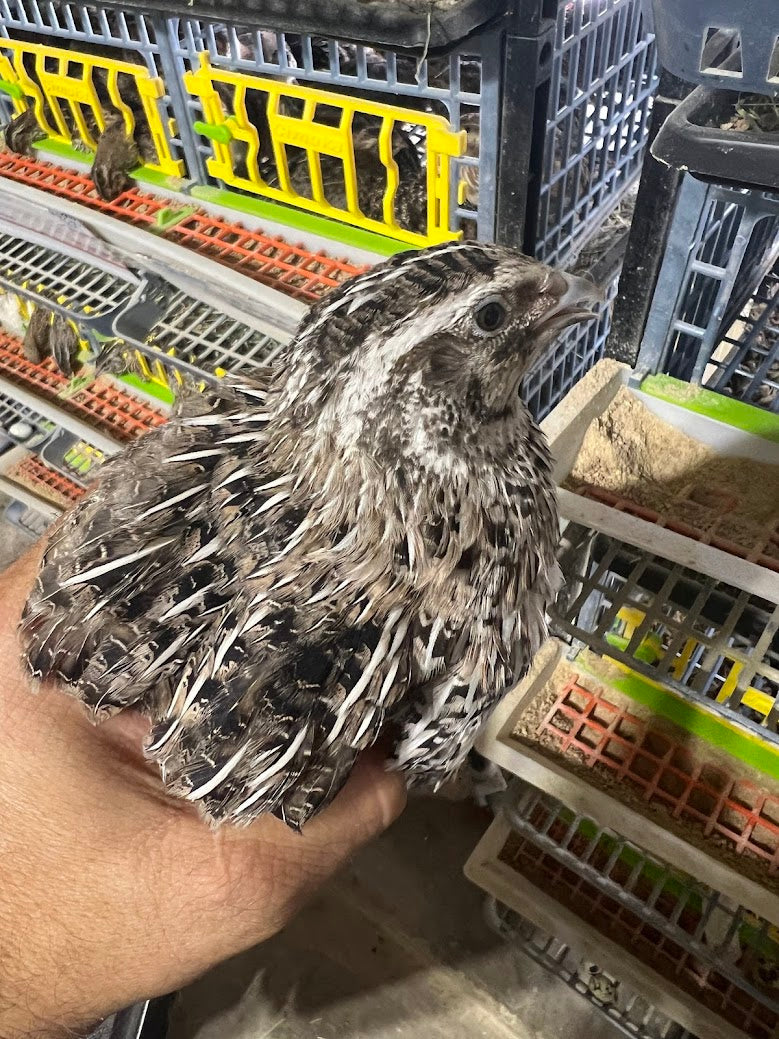 Falb-Fee Quail Hatching Eggs