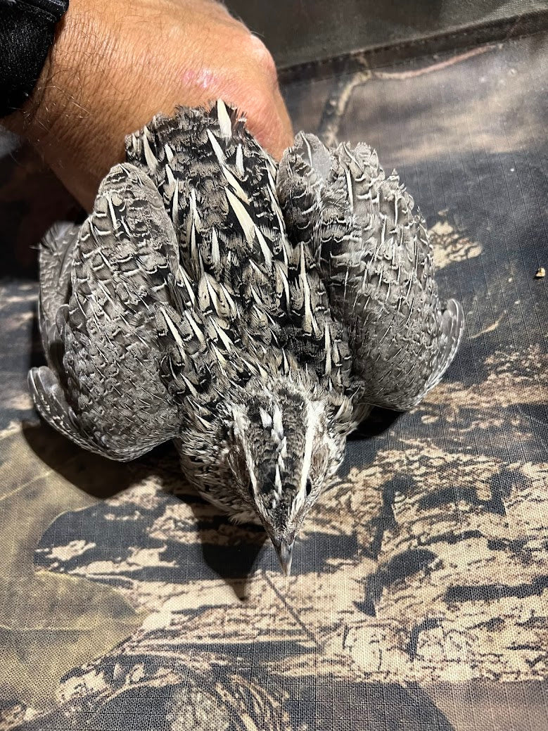 Falb-Fee Quail Hatching Eggs