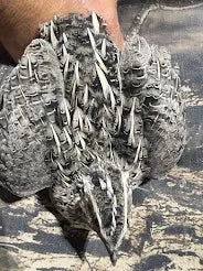 Fertile Quail Eggs – Choose Your Variety