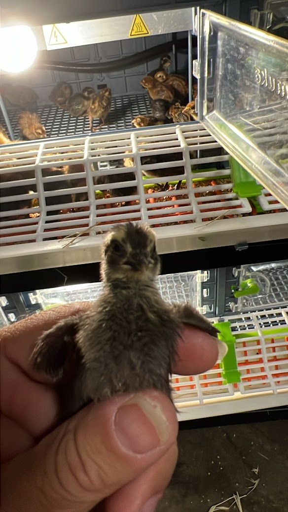 All Black Quail Hatching Eggs - Pure Breed, Ideal for Aviary Hobbyists & Breeders