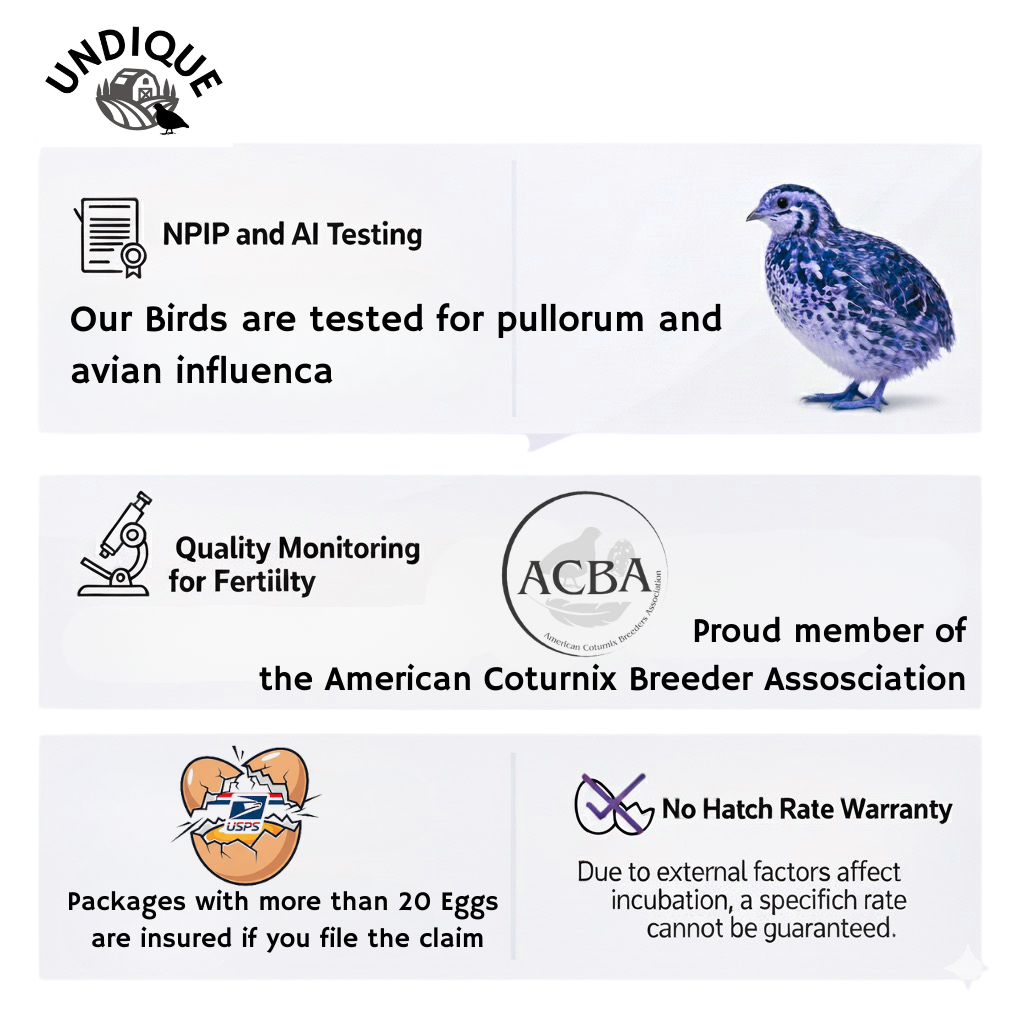 Georgia Giant Quail Hatching Eggs