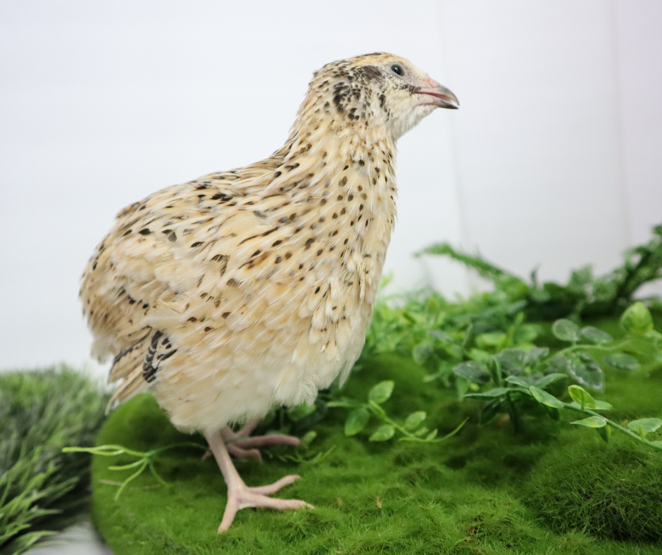 Jumbo Italian Quail Hatching Eggs