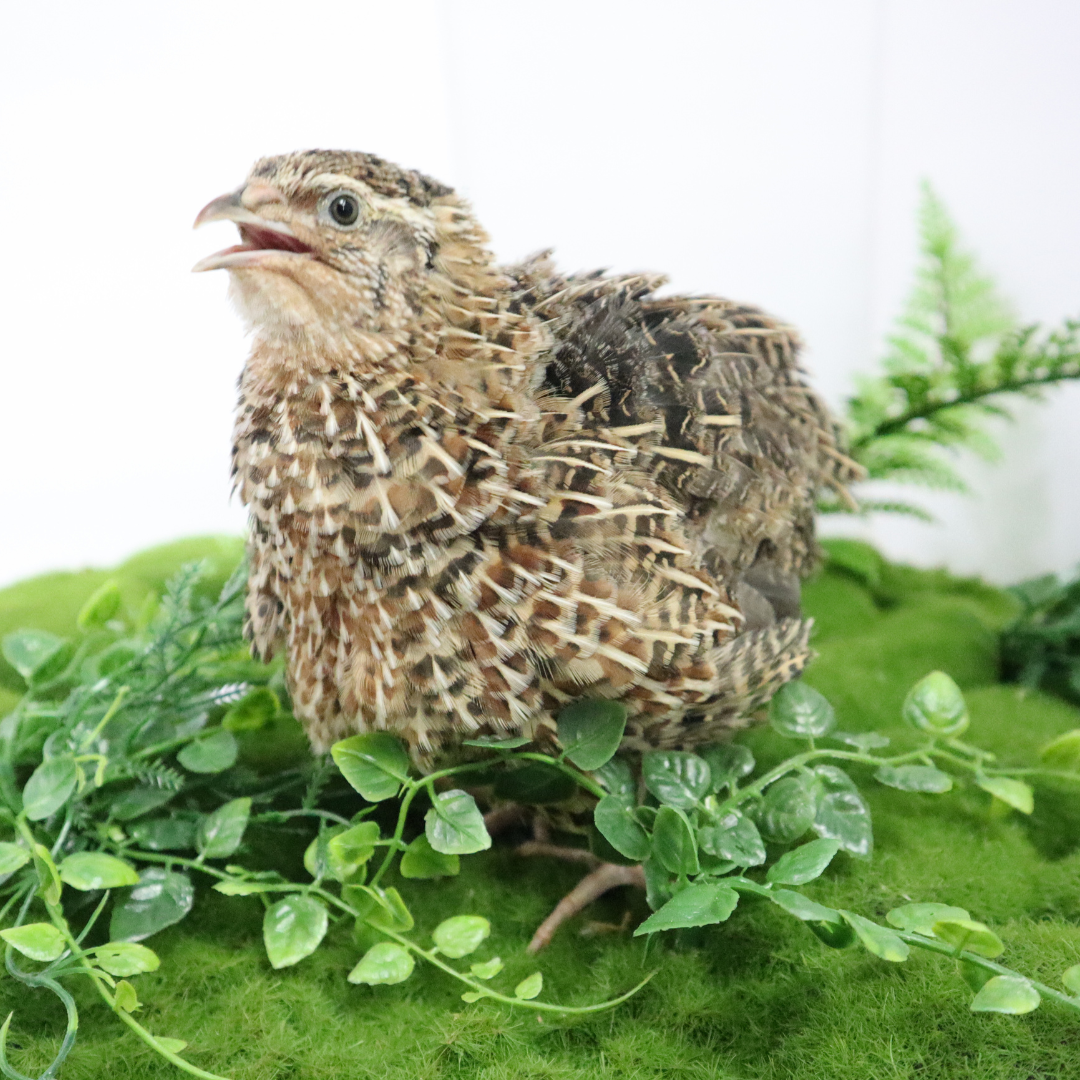 Fertile Hatching Mixed Jumbo Pharaoh Coturnix,Jumbo Italian, White,Brown Quail Hatching Eggs- Coturnix Quail Eggs for Sustainable Farming Hens Choice