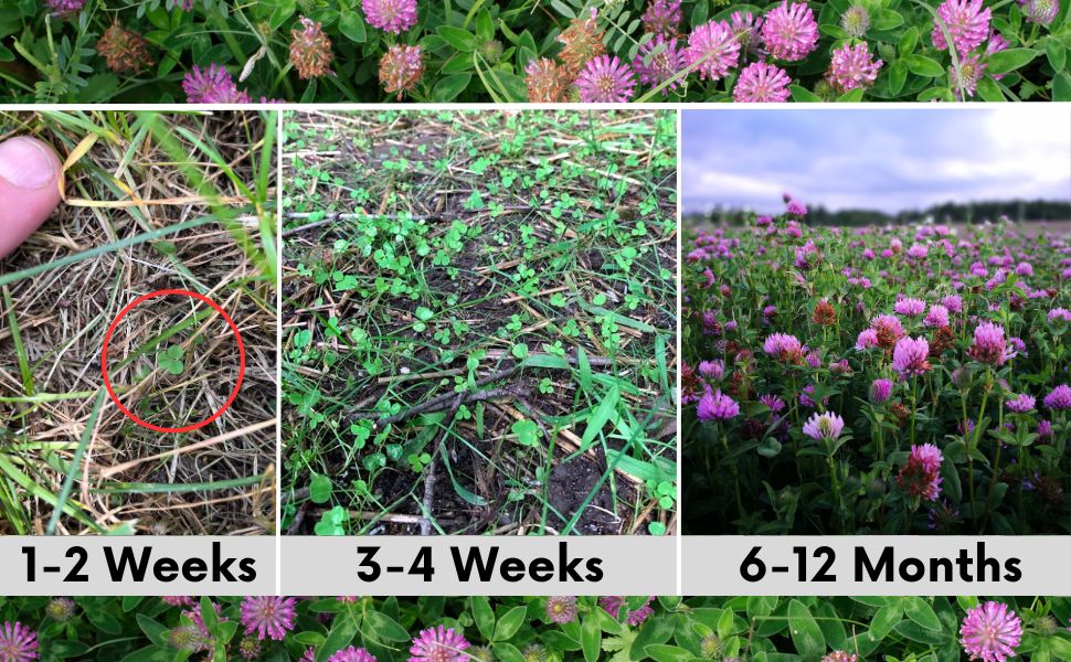 Medium Red Clover Seed – Non-GMO, Pollinator-Friendly, Perennial