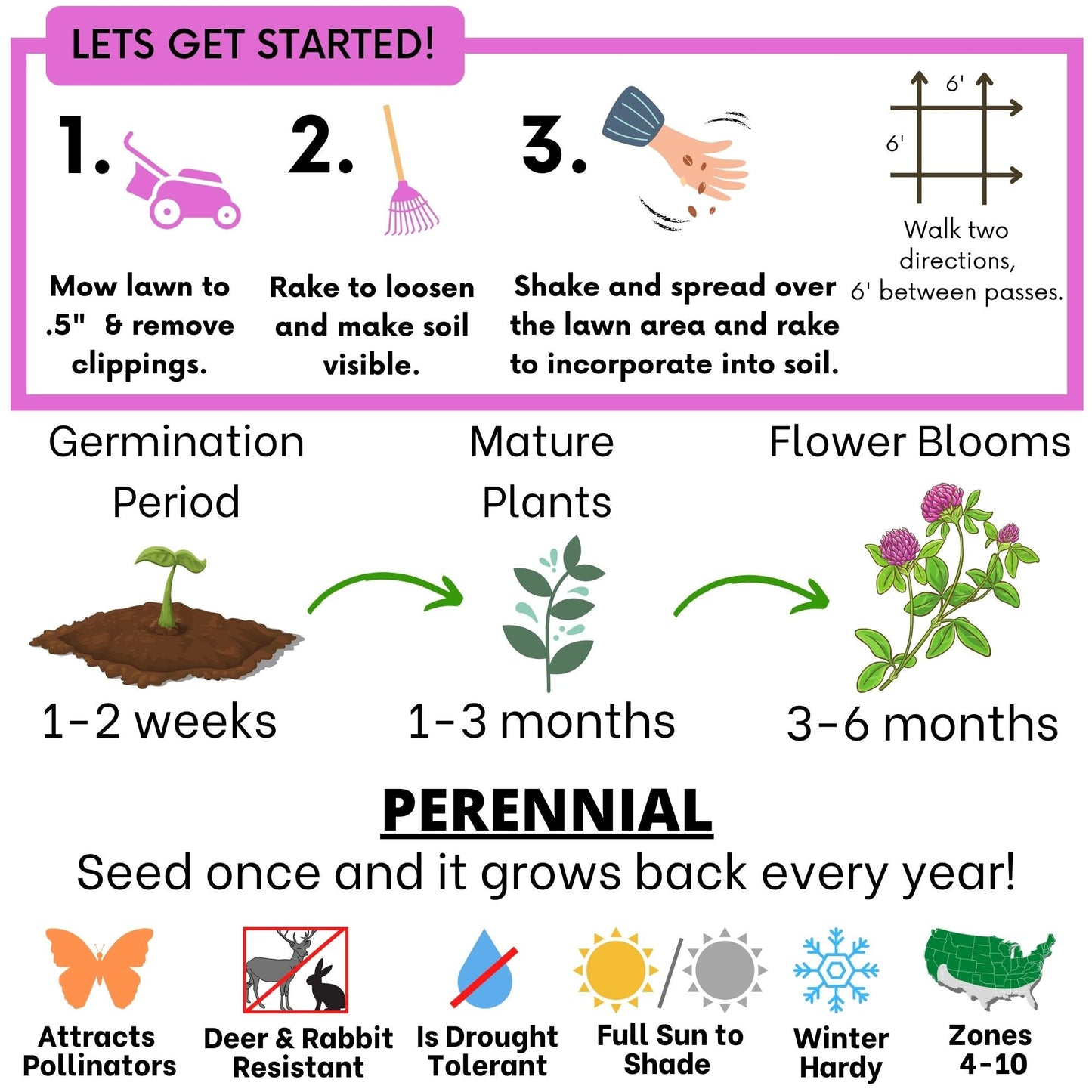 Medium Red Clover Seed – Non-GMO, Pollinator-Friendly, Perennial