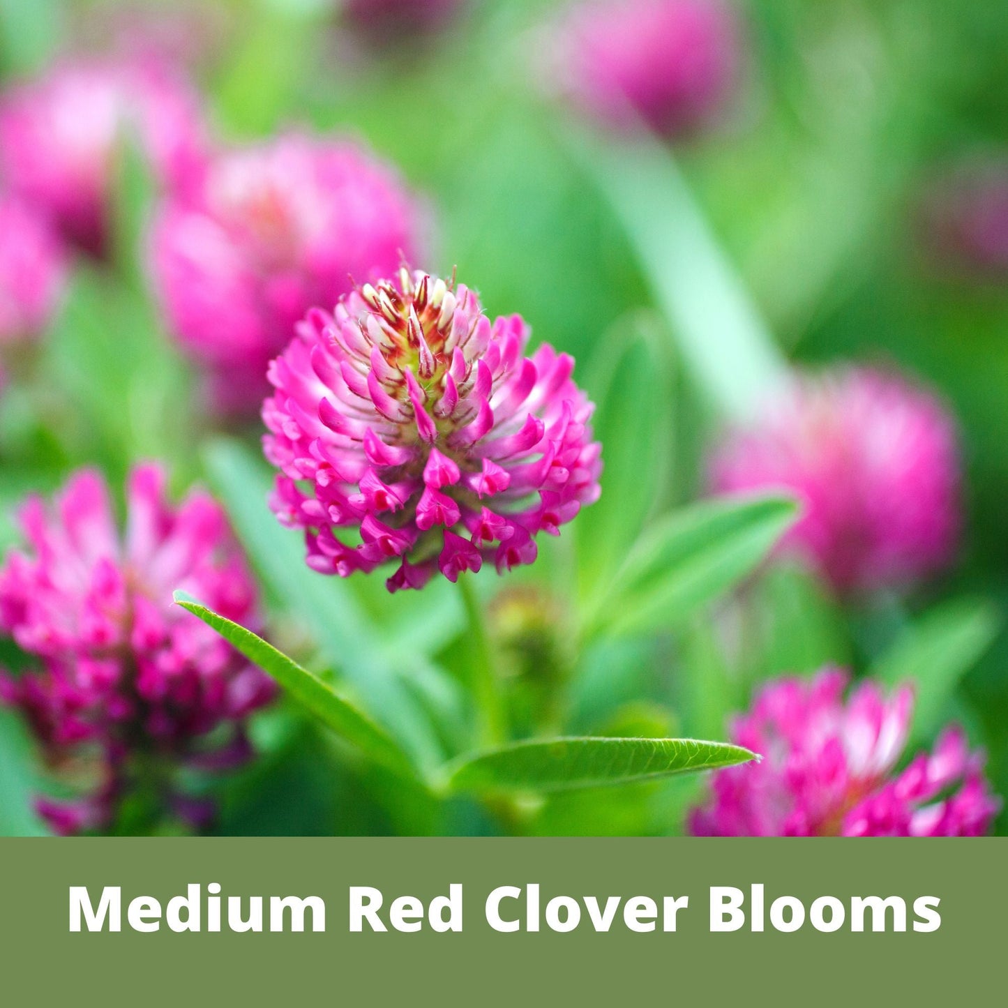 Medium Red Clover Seed – Non-GMO, Pollinator-Friendly, Perennial