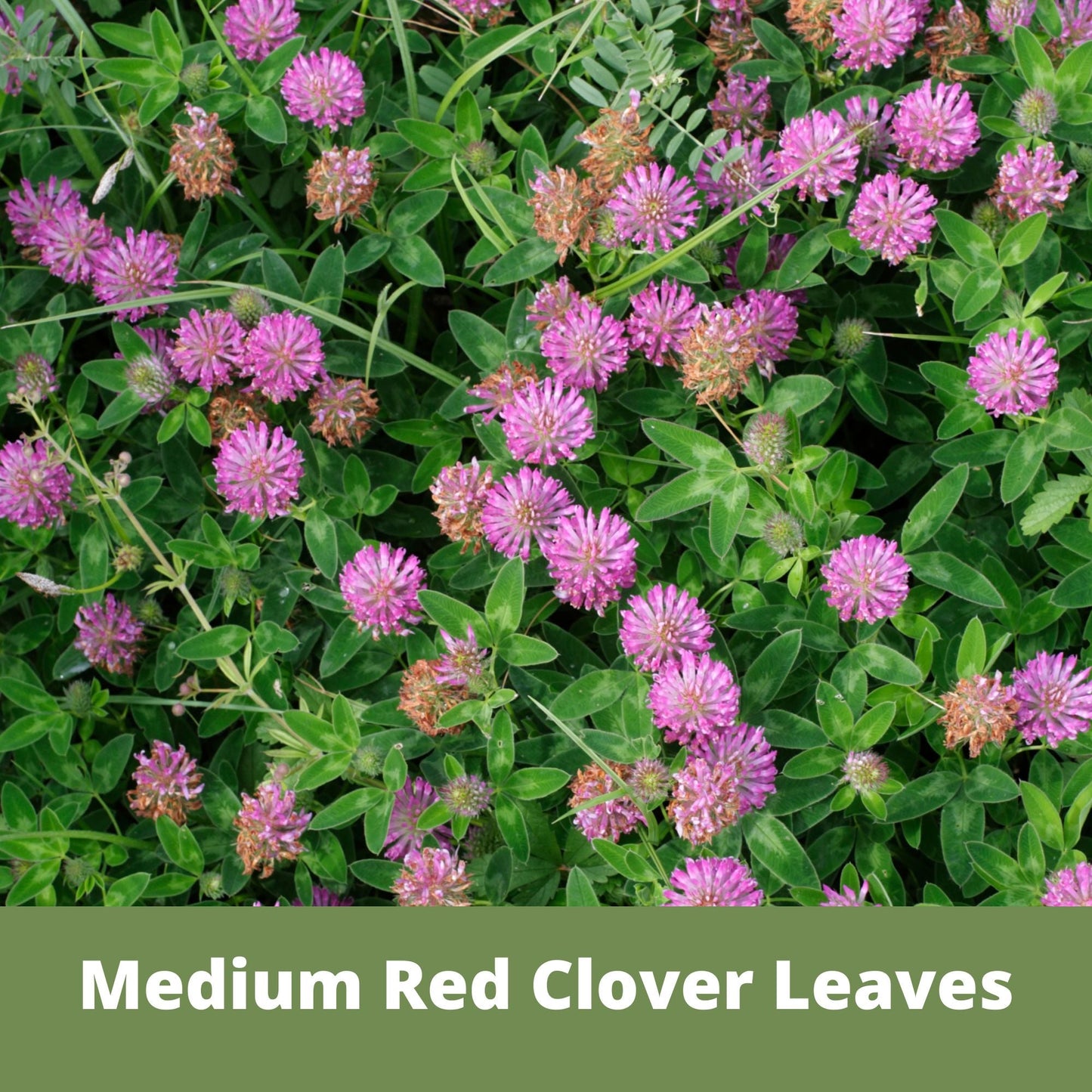 Medium Red Clover Seed – Non-GMO, Pollinator-Friendly, Perennial