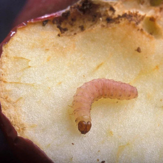 Pest Wizard JUST Codling Moth Lure 3-Pack