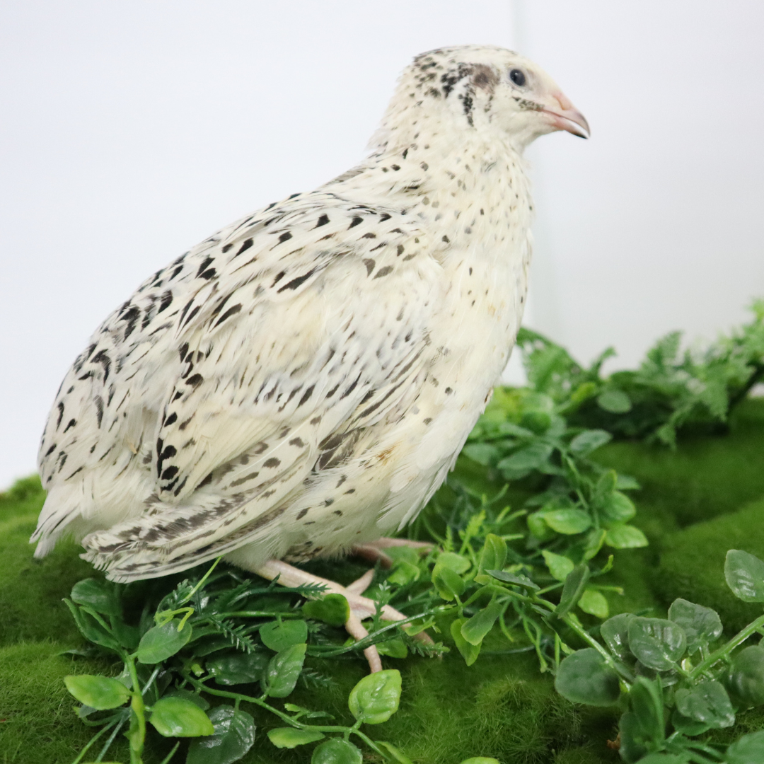 Pearl-Fee Quail Hatching Eggs