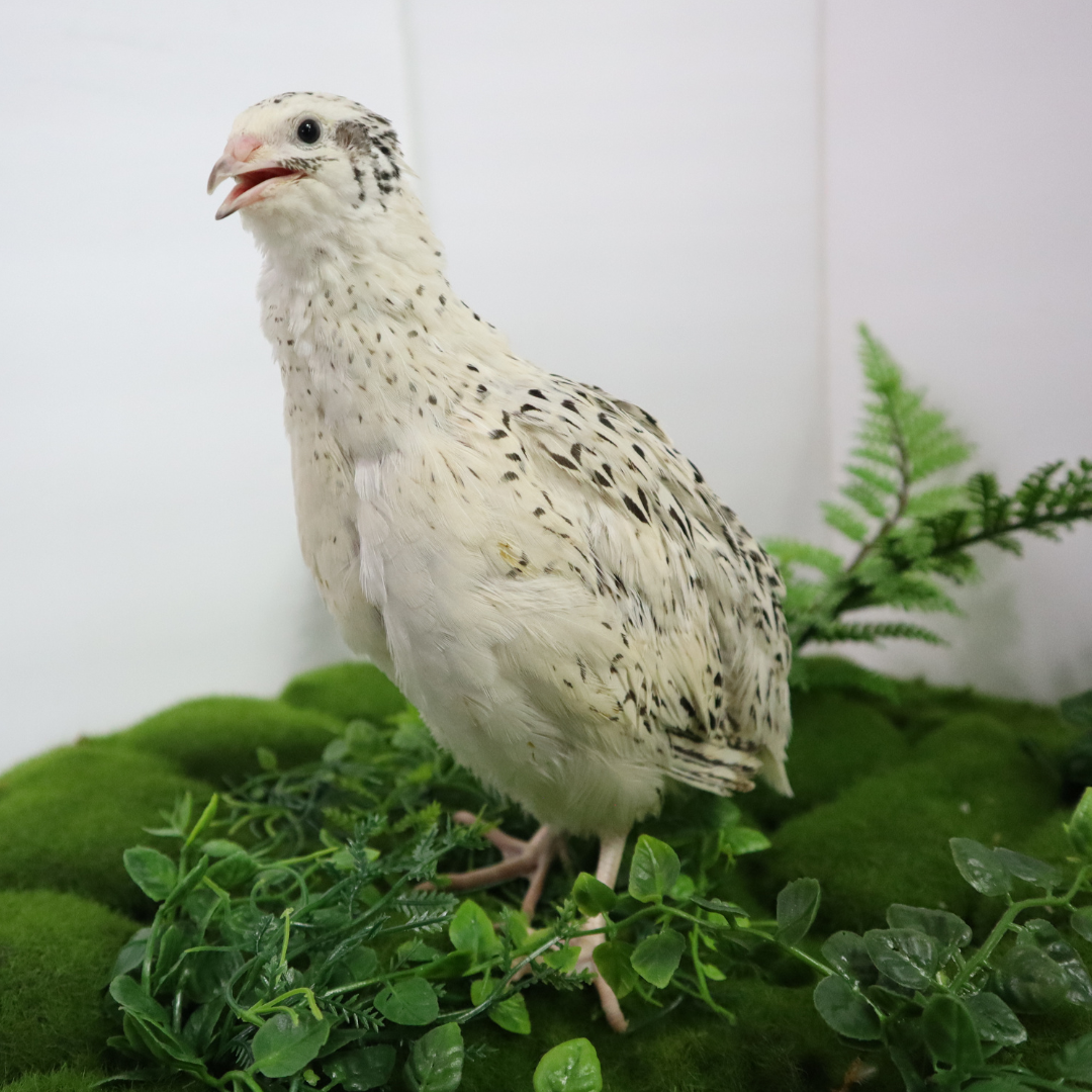 Pearl-Fee Quail Hatching Eggs
