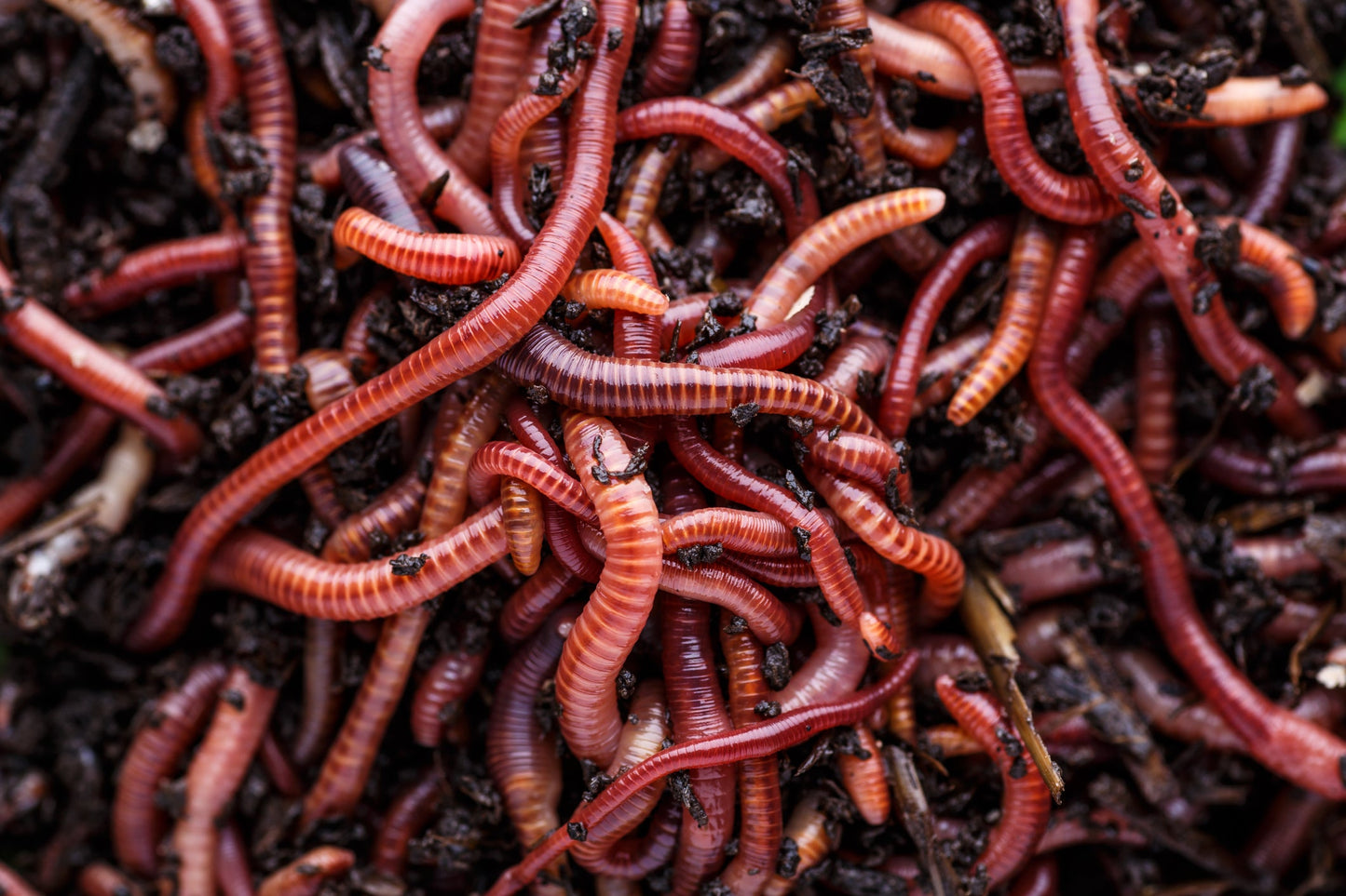 Pure Red Wigglers Composting and Gardening Worms (EISENIA) 1 /2 lbs.  (approx. 500)