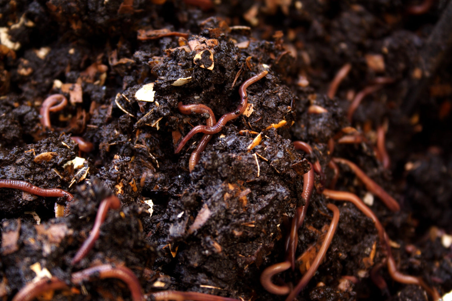 Pure Red Wigglers Composting and Gardening Worms (EISENIA) 1 /2 lbs.  (approx. 500)