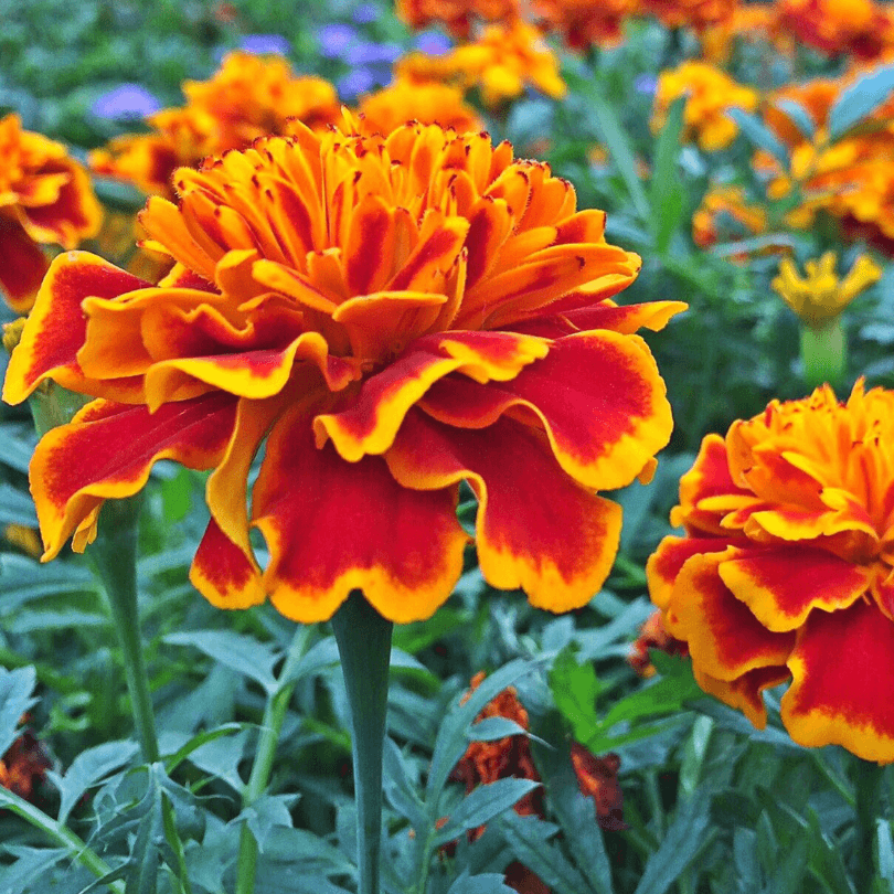Sparky Marigold (Organic)